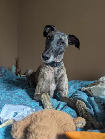 Bobby, a 6 years old male Lurcher available for adoption from Blue Cross in North Yorkshire