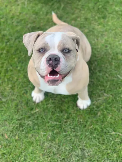 Miley, a 5 years old female Bulldog available for adoption from Blue Cross in Burford, Oxfordshire