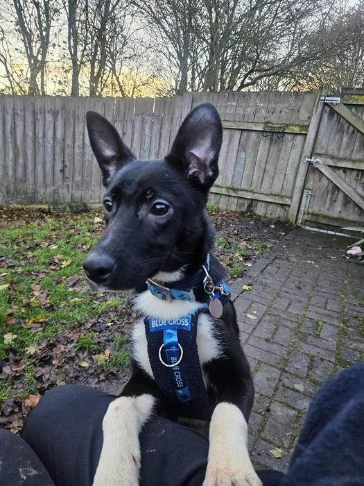 adopt-a-dog-blue-cross