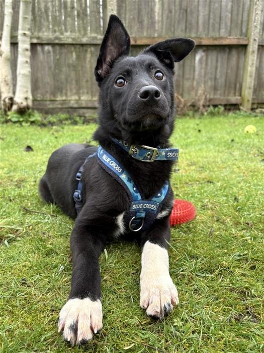 adopt-a-dog-blue-cross