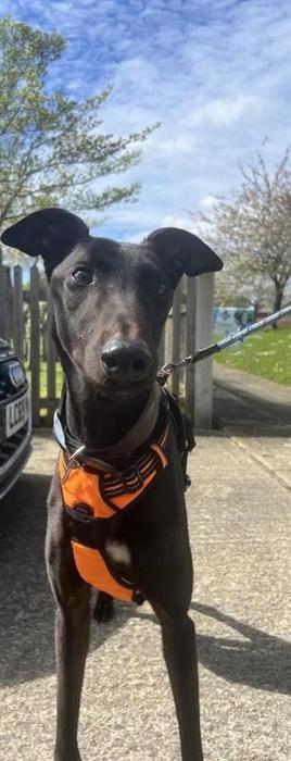 adopt-a-dog-blue-cross