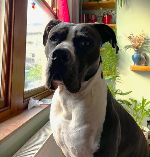 adopt-a-dog-blue-cross