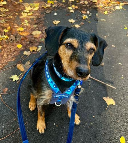 adopt-a-dog-blue-cross