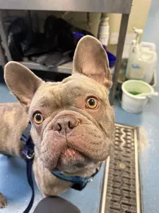 Hugo, a 4 years old male French Bulldog available for adoption from Blue Cross in Various