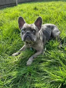 Paulo, a 9 months old male French Bulldog available for adoption from Blue Cross in Various