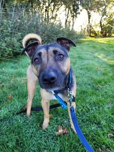 adopt-a-dog-blue-cross