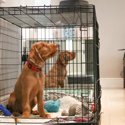 Cage and Crate Rest for Dogs Blue Cross