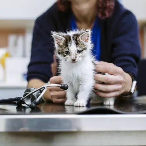 Kitten injections uk outlet