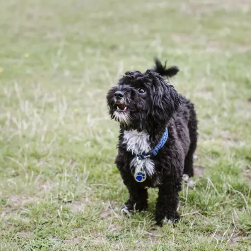 Cystitis in dogs Blue Cross