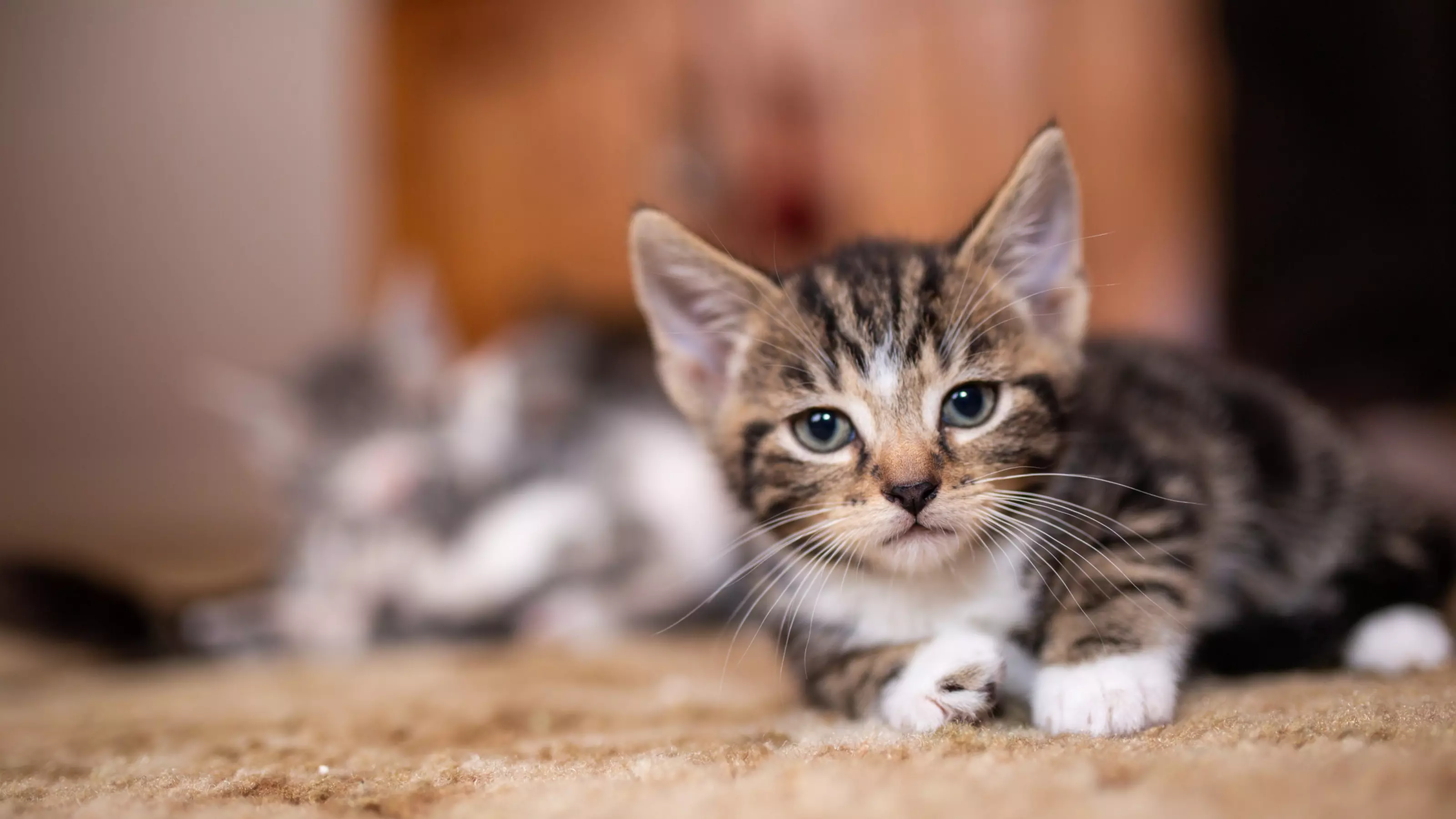 Kitten lying on carpet, looking at the camera