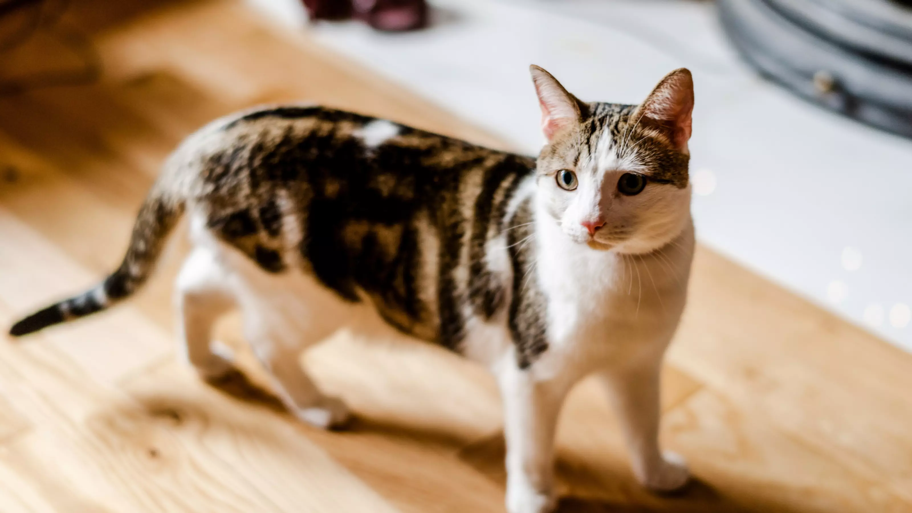 Tabby cat on wooden flooring