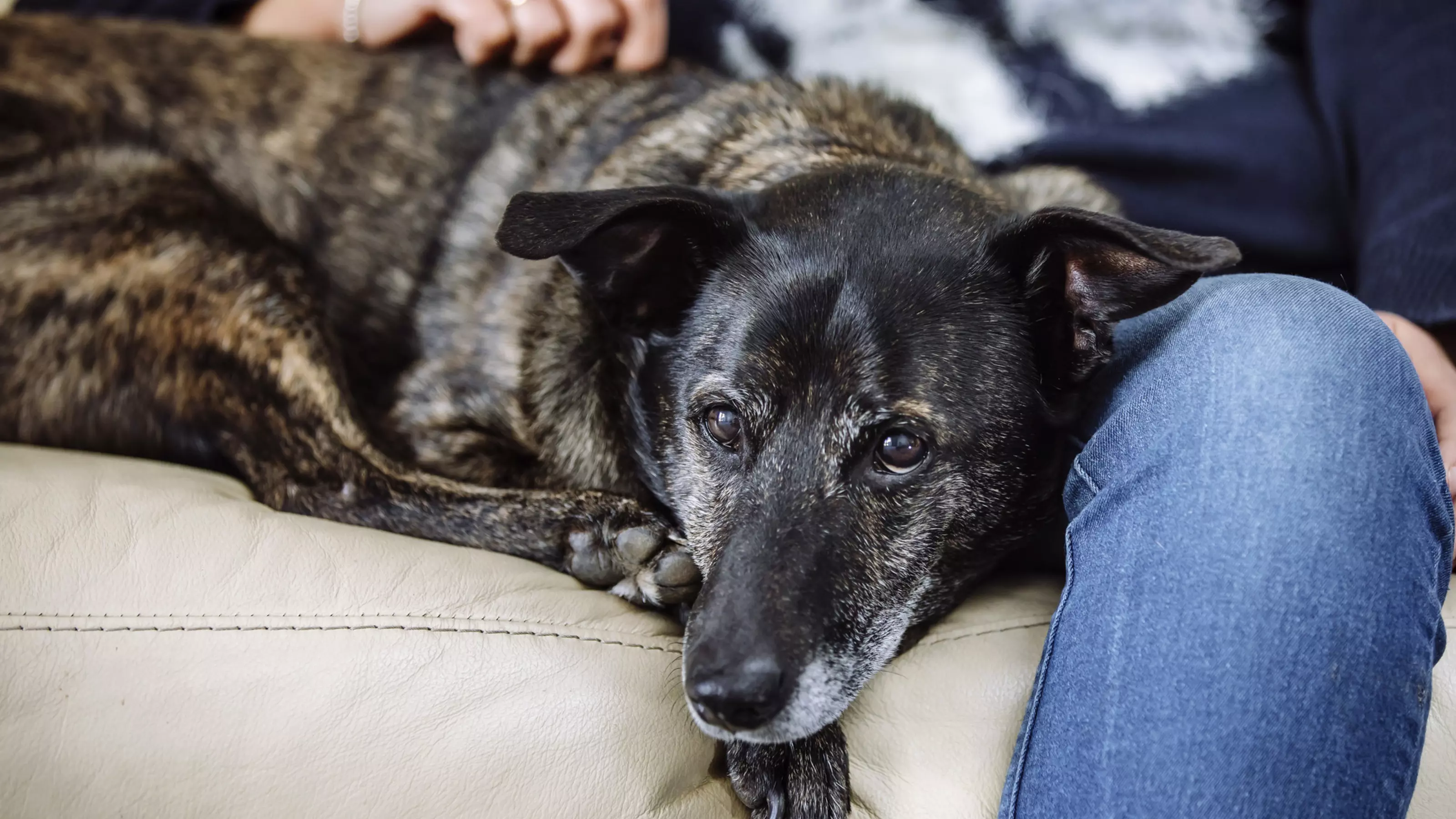Dog lying next to owner
