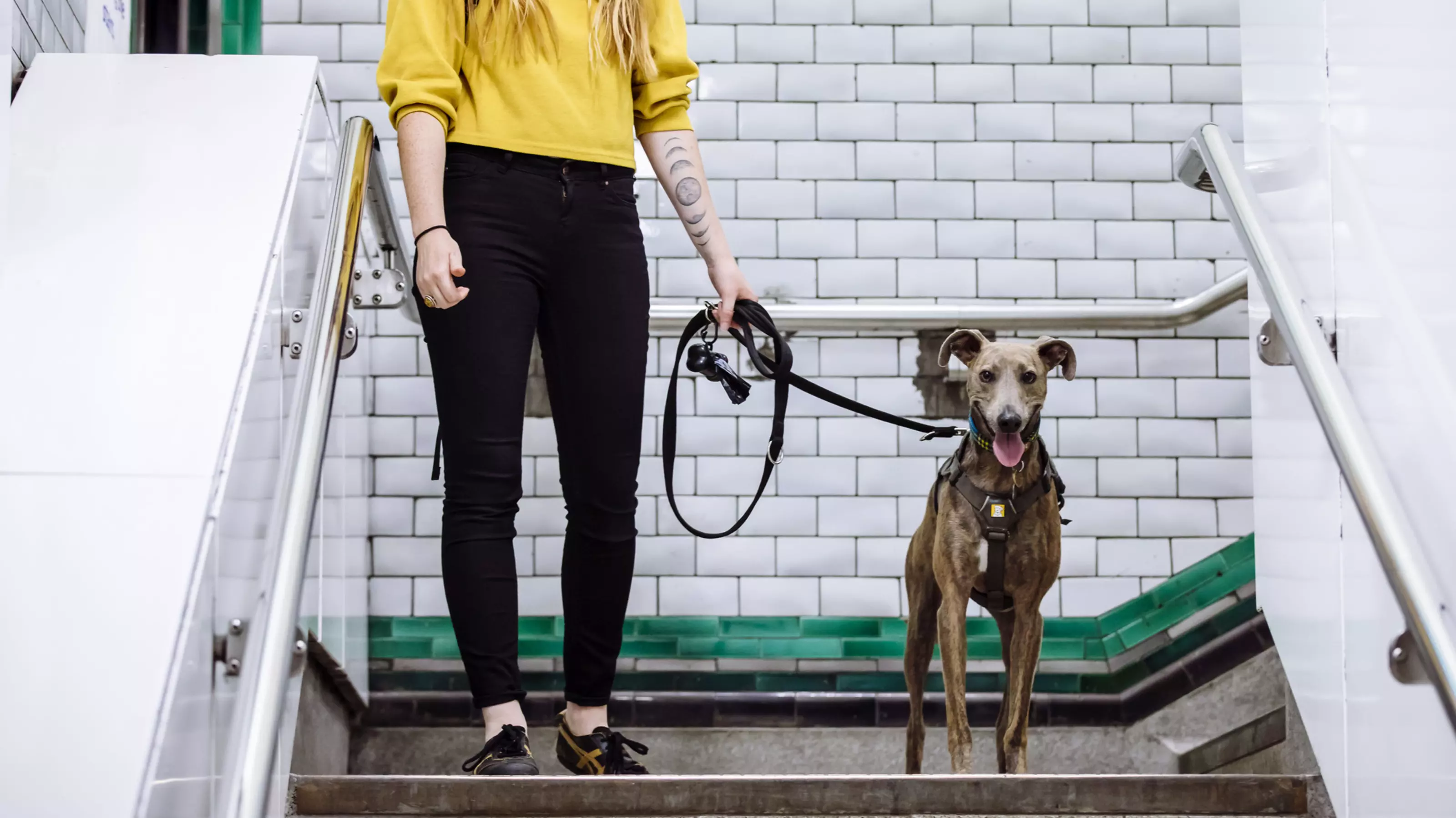 Brindle lurcher with owner walking down steps at station