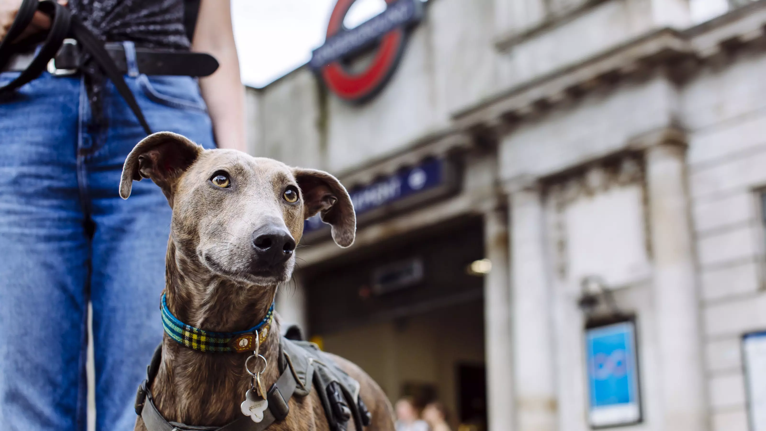 Brindle lurcher outside Underground station