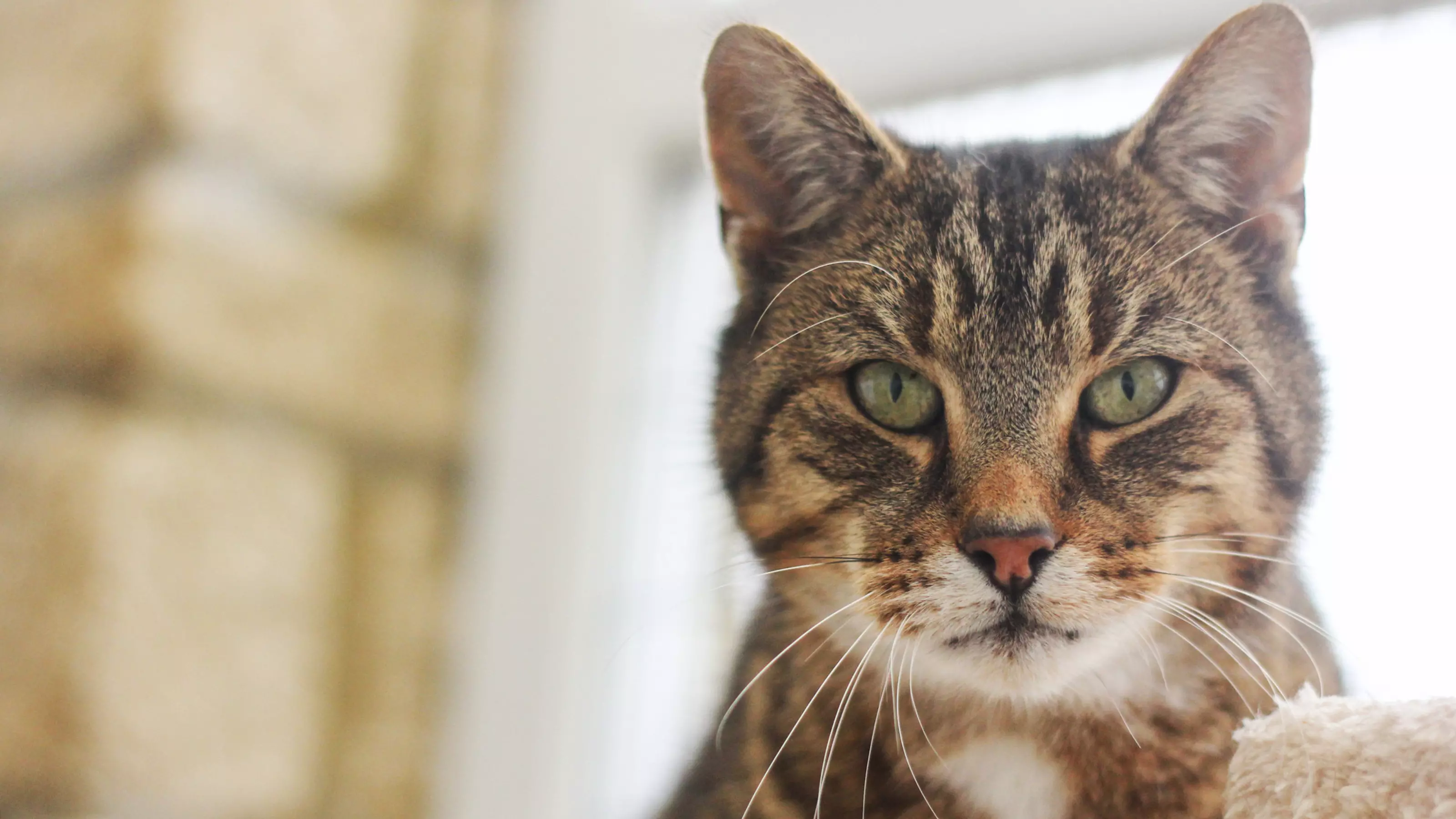Cat looking into camera