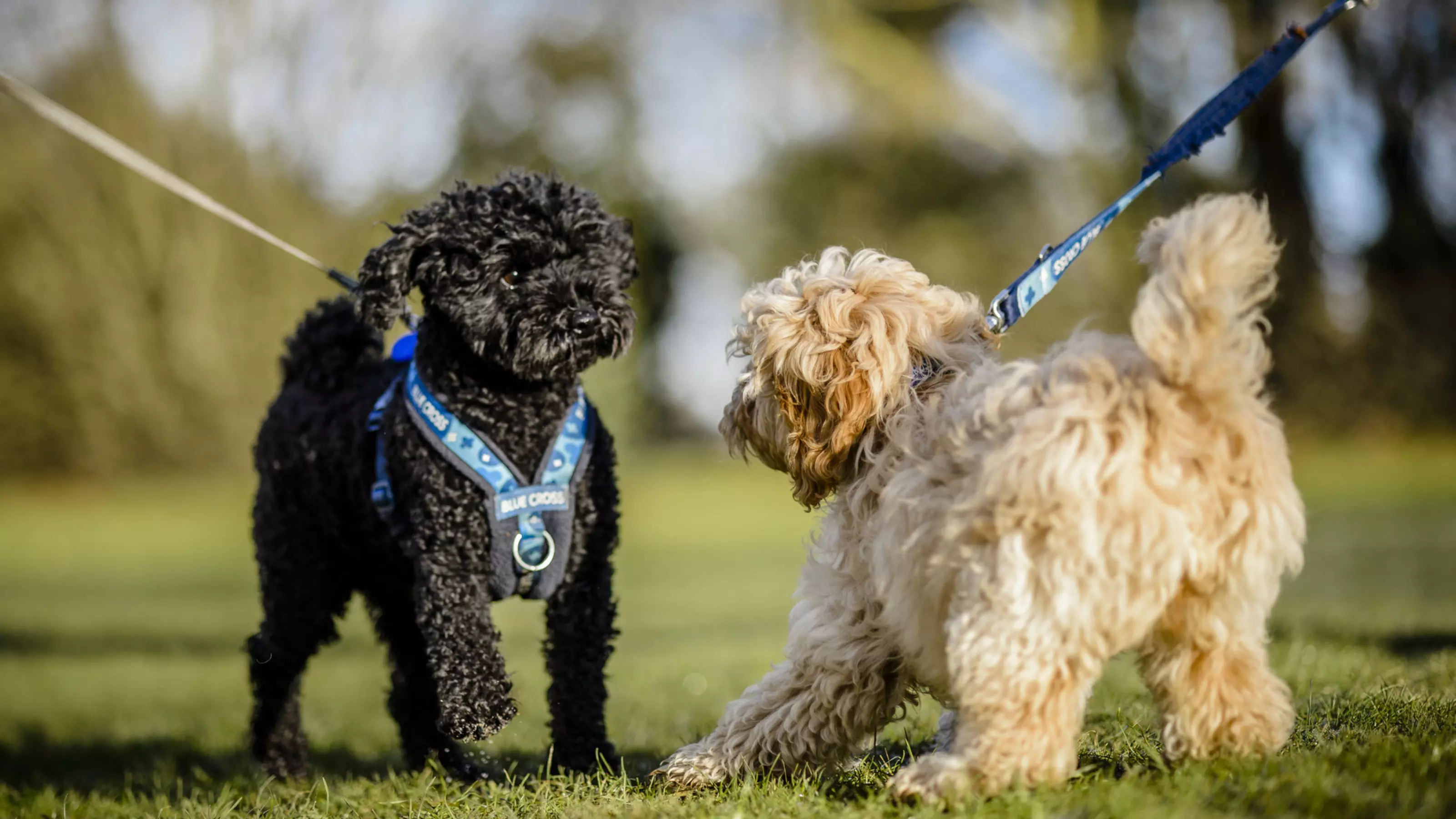 an apricot cockerpoo puppy says hello to a black poodle. Both dogs are on lead.