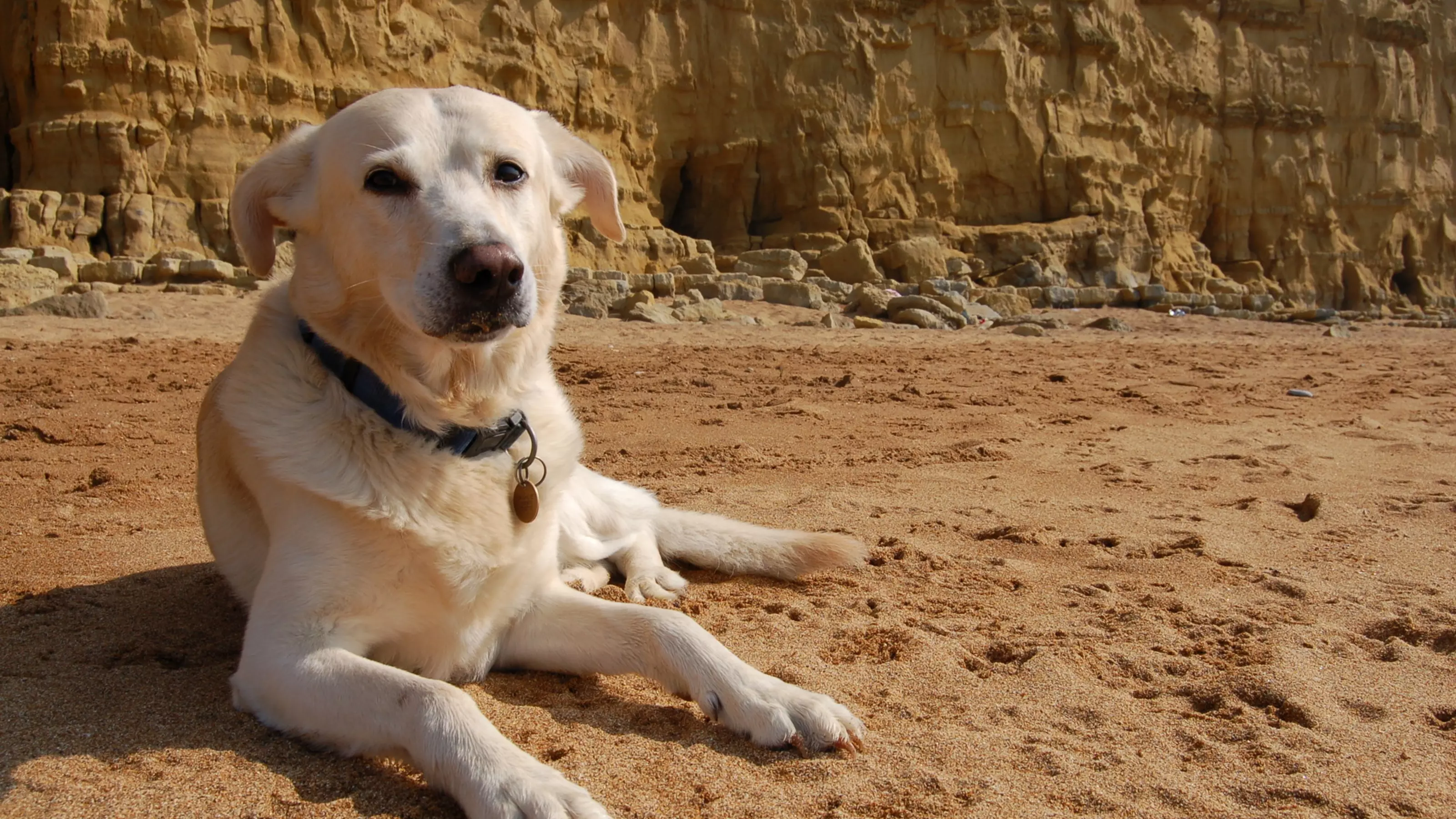 Golden Labrador on the beach