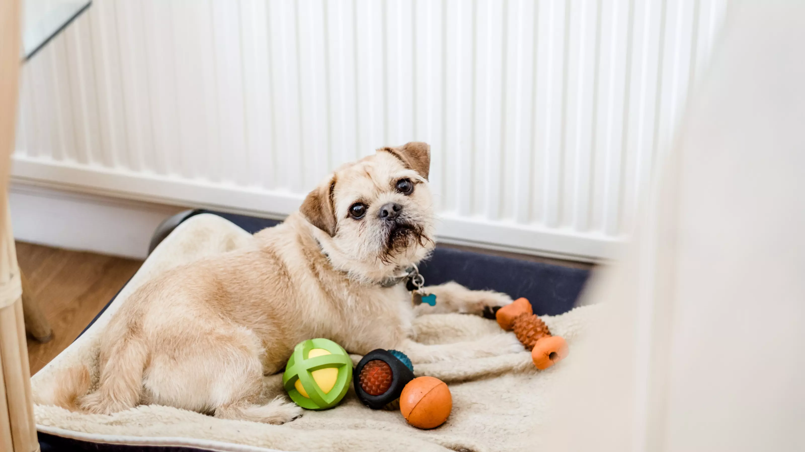 Dog on bed with toys