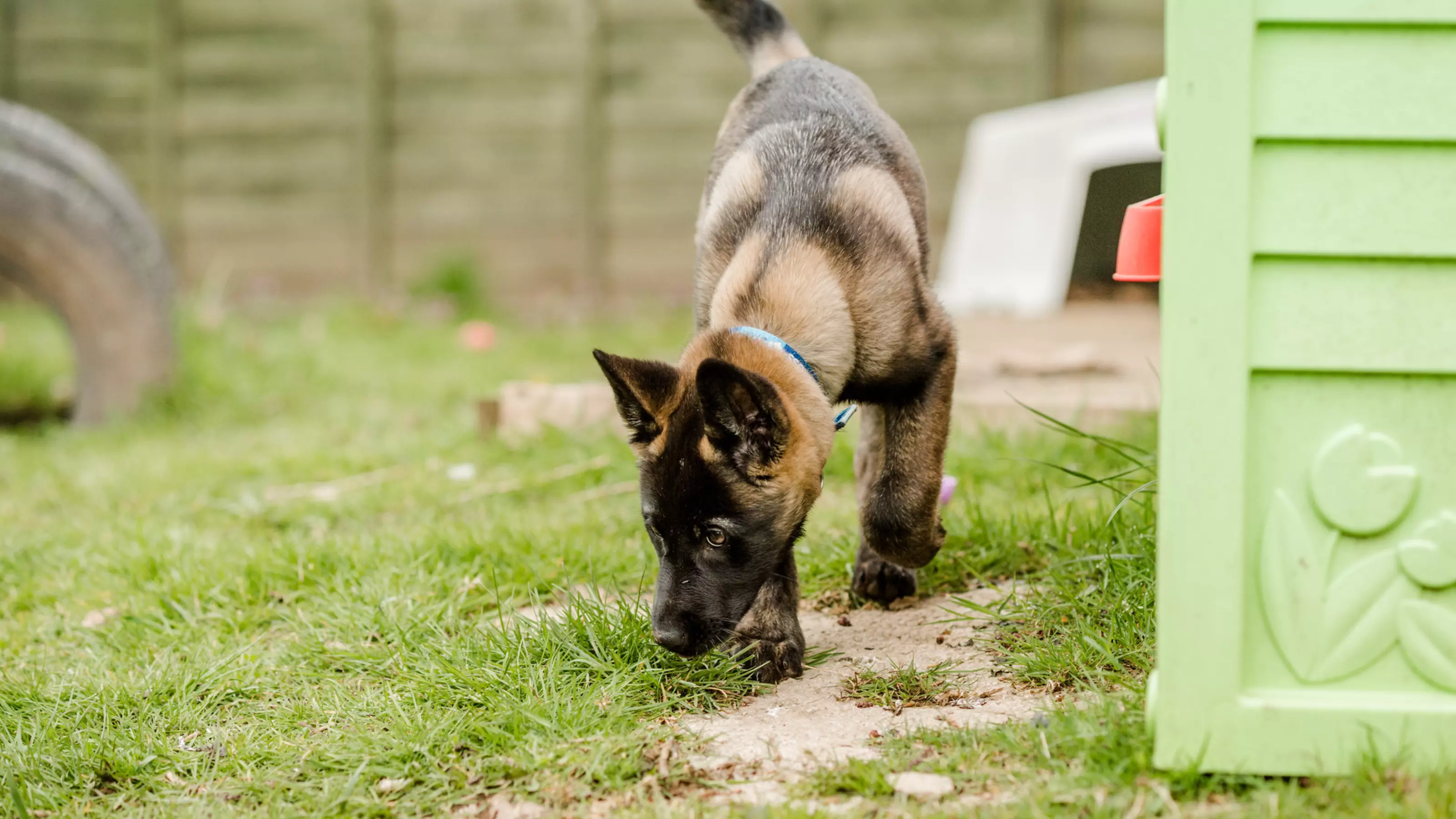 Belgian shepherd sniffing