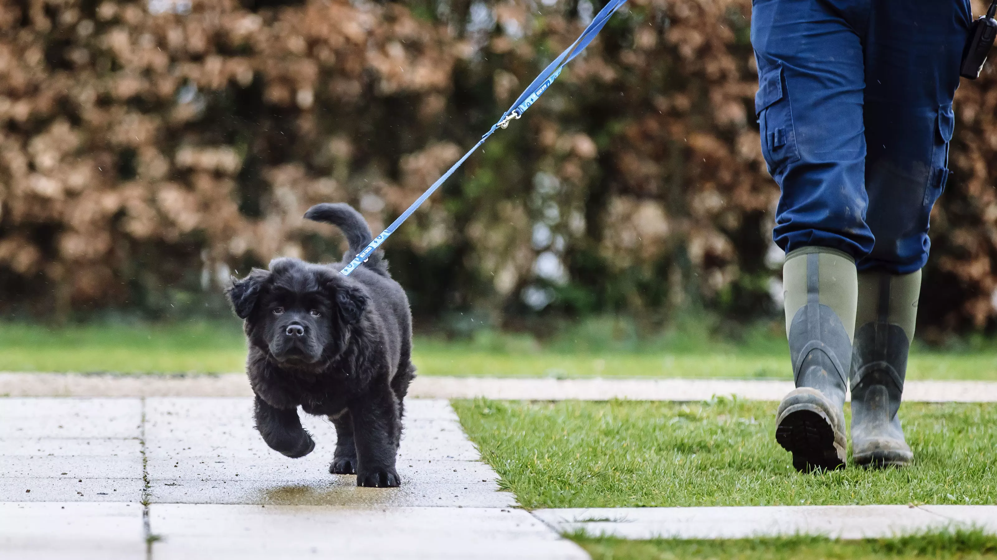 Baloo the black Newfoundland puppy walks on a lead