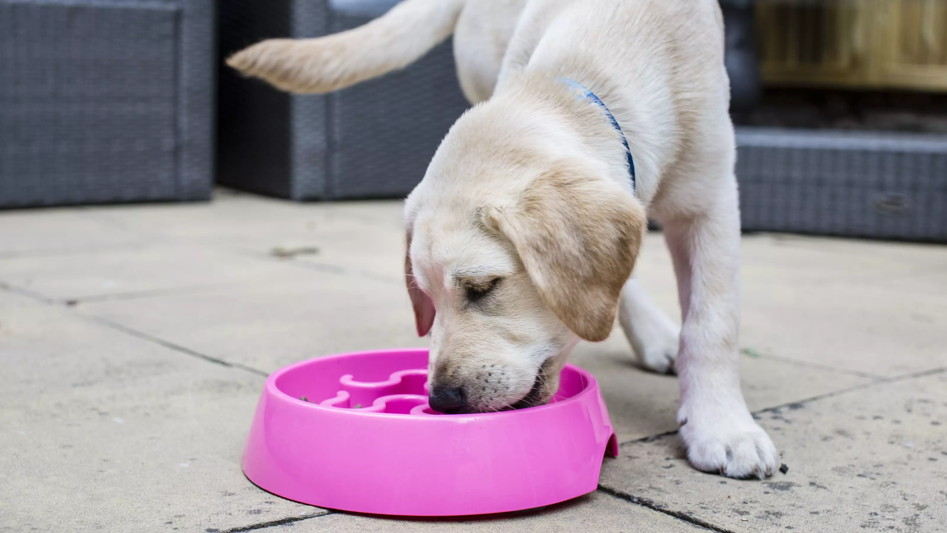 a yellow Labrador puppy eats from a bright pink bowl