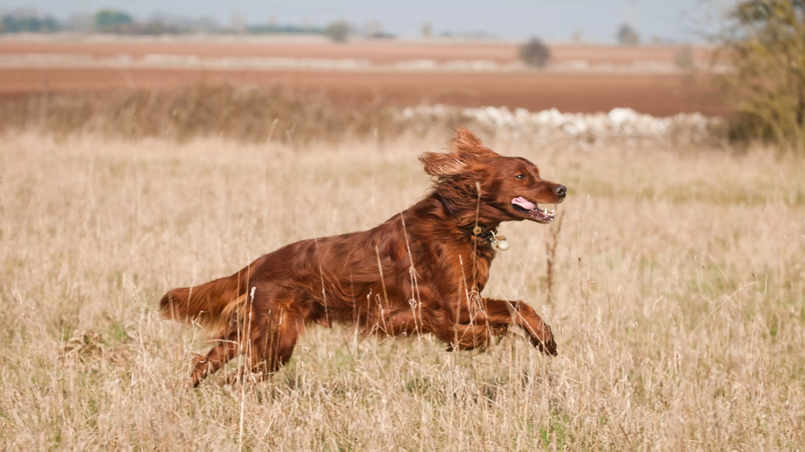 Red setter running in field