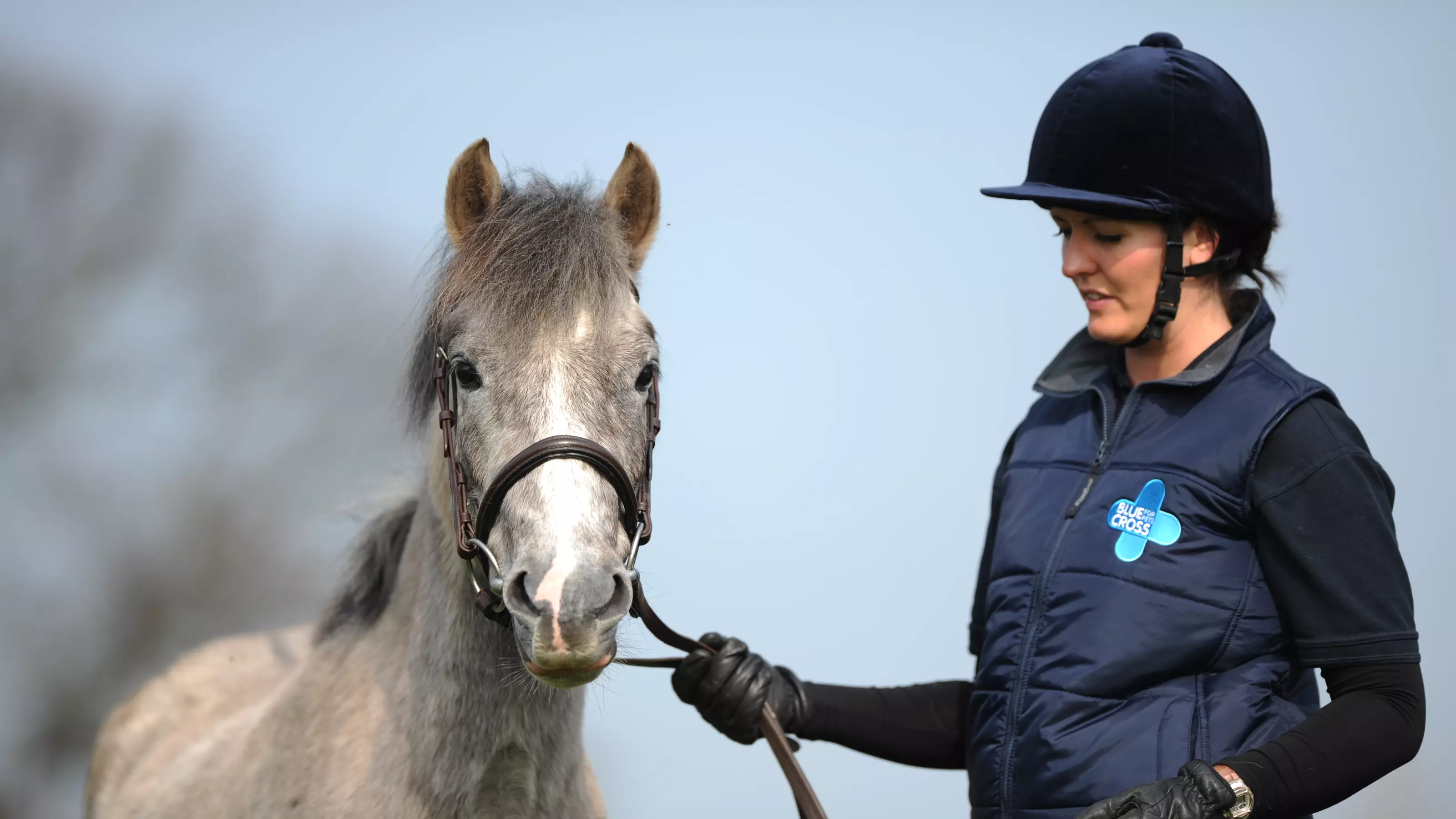 Grey horse standing with a Blue Cross groom