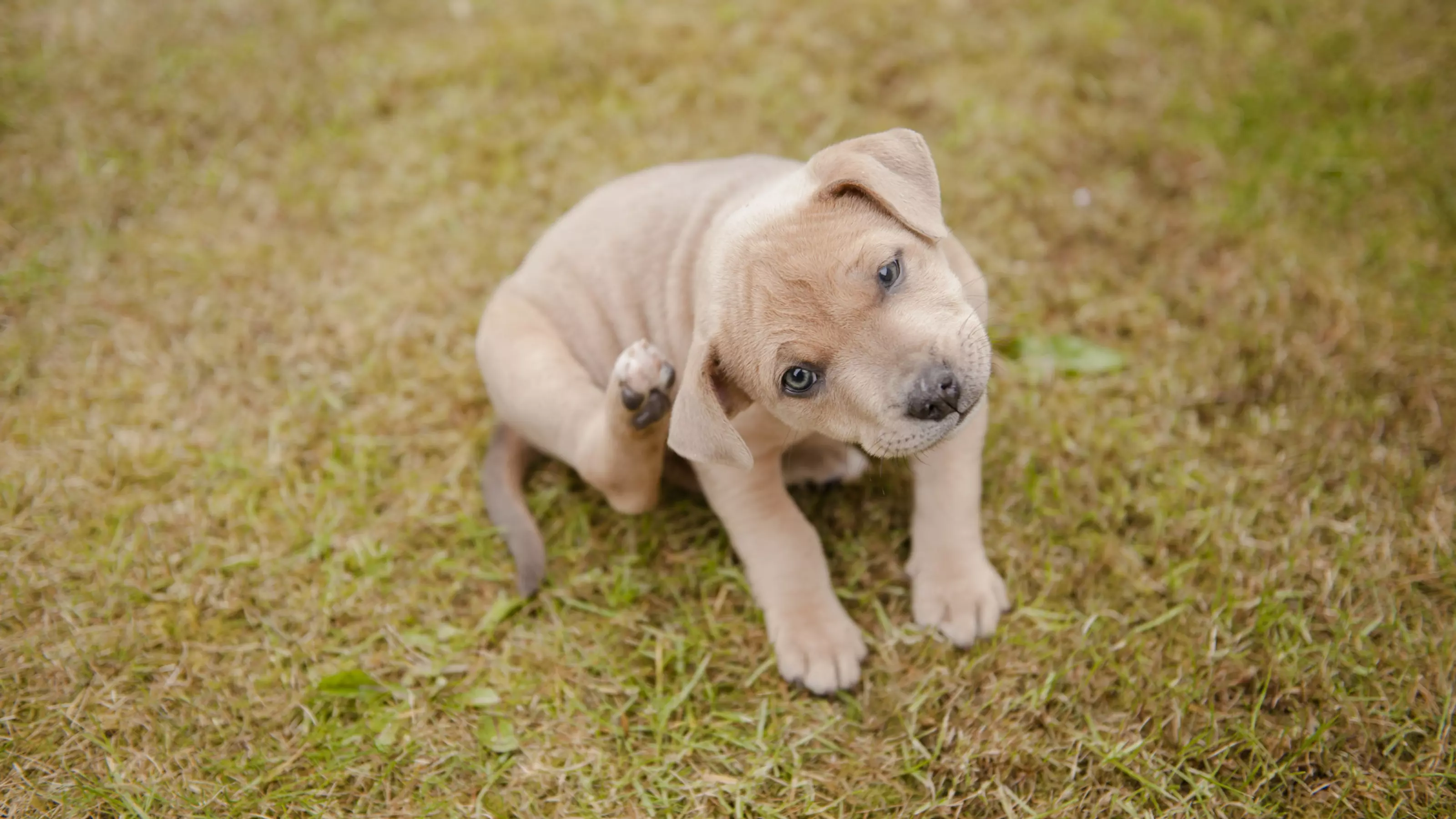 Ear Infections in Dogs Blue Cross