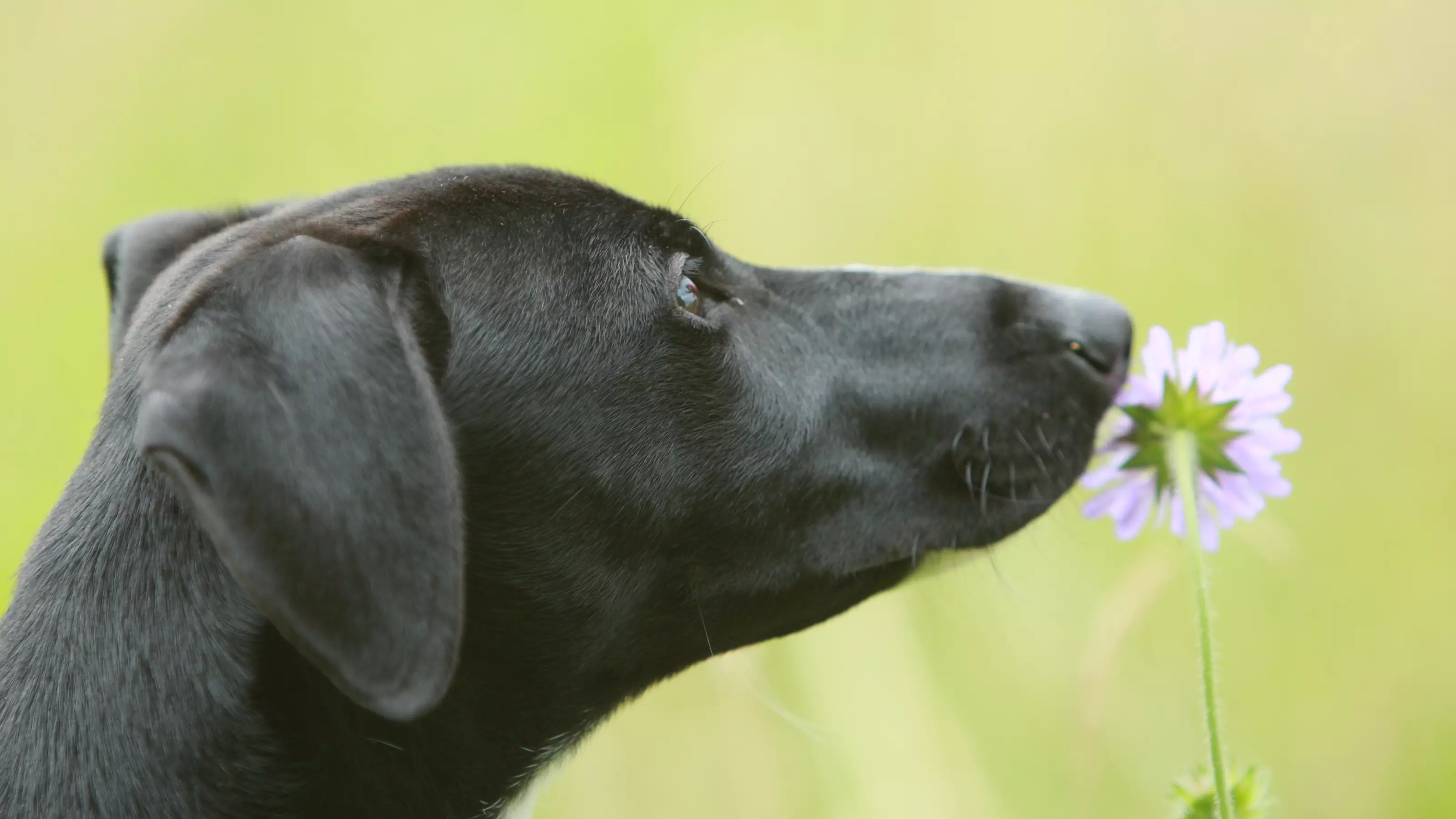 a black dog sniffs a purple flower