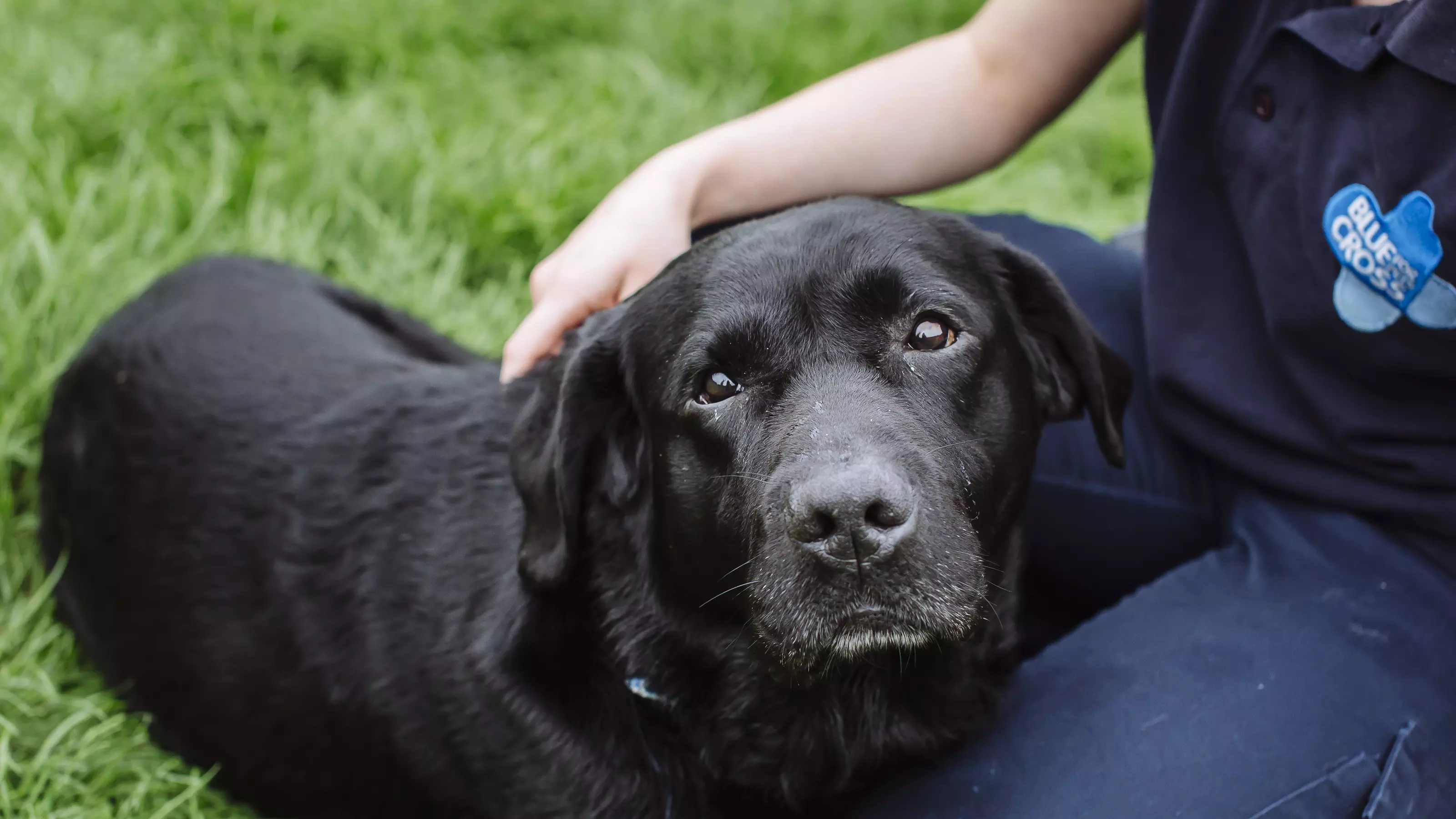 a black labrador looks towards the camera whilst resting his head on a Blue Cross staff member's knee