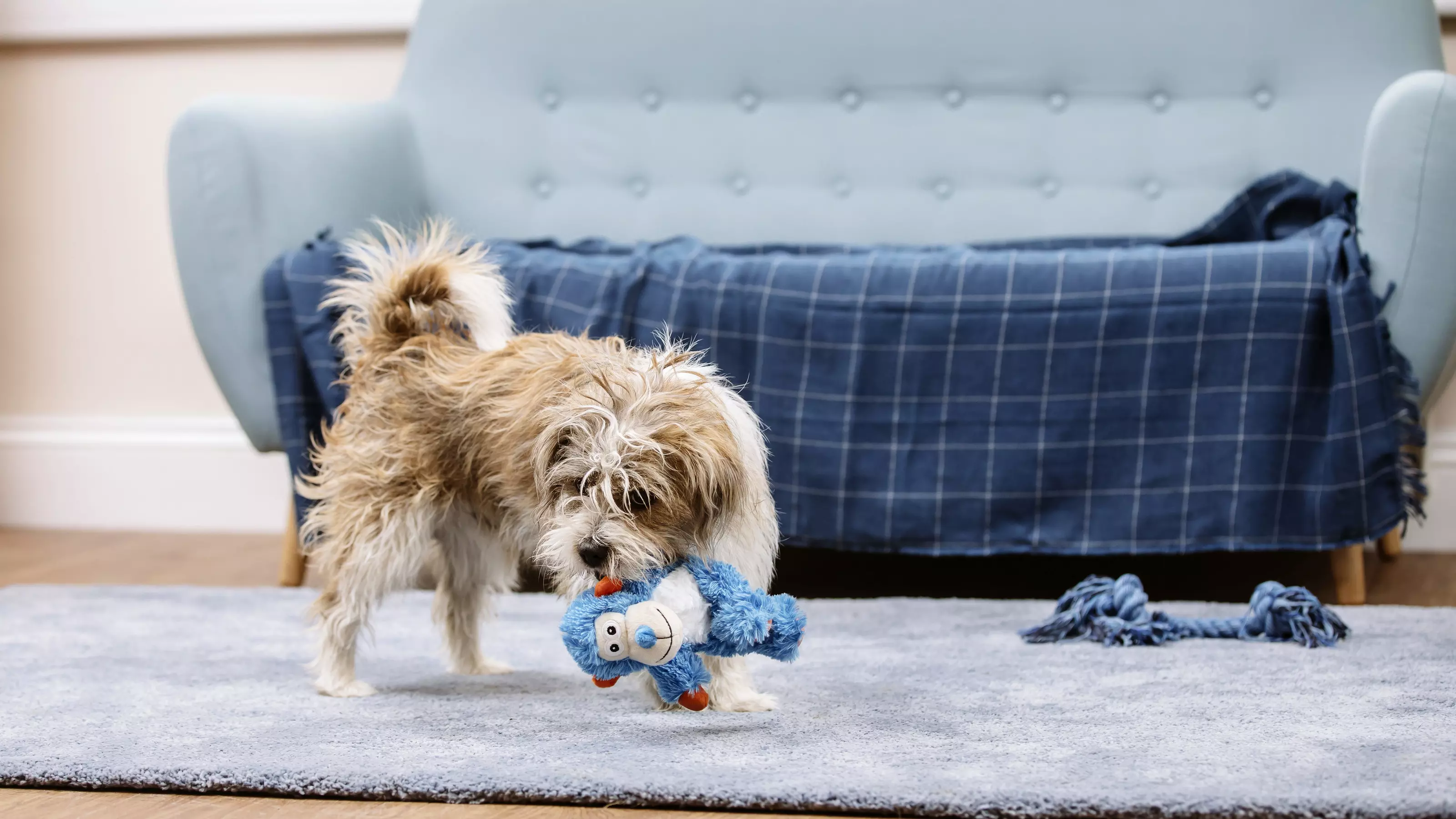 a terrier cross puppy chews on a toy