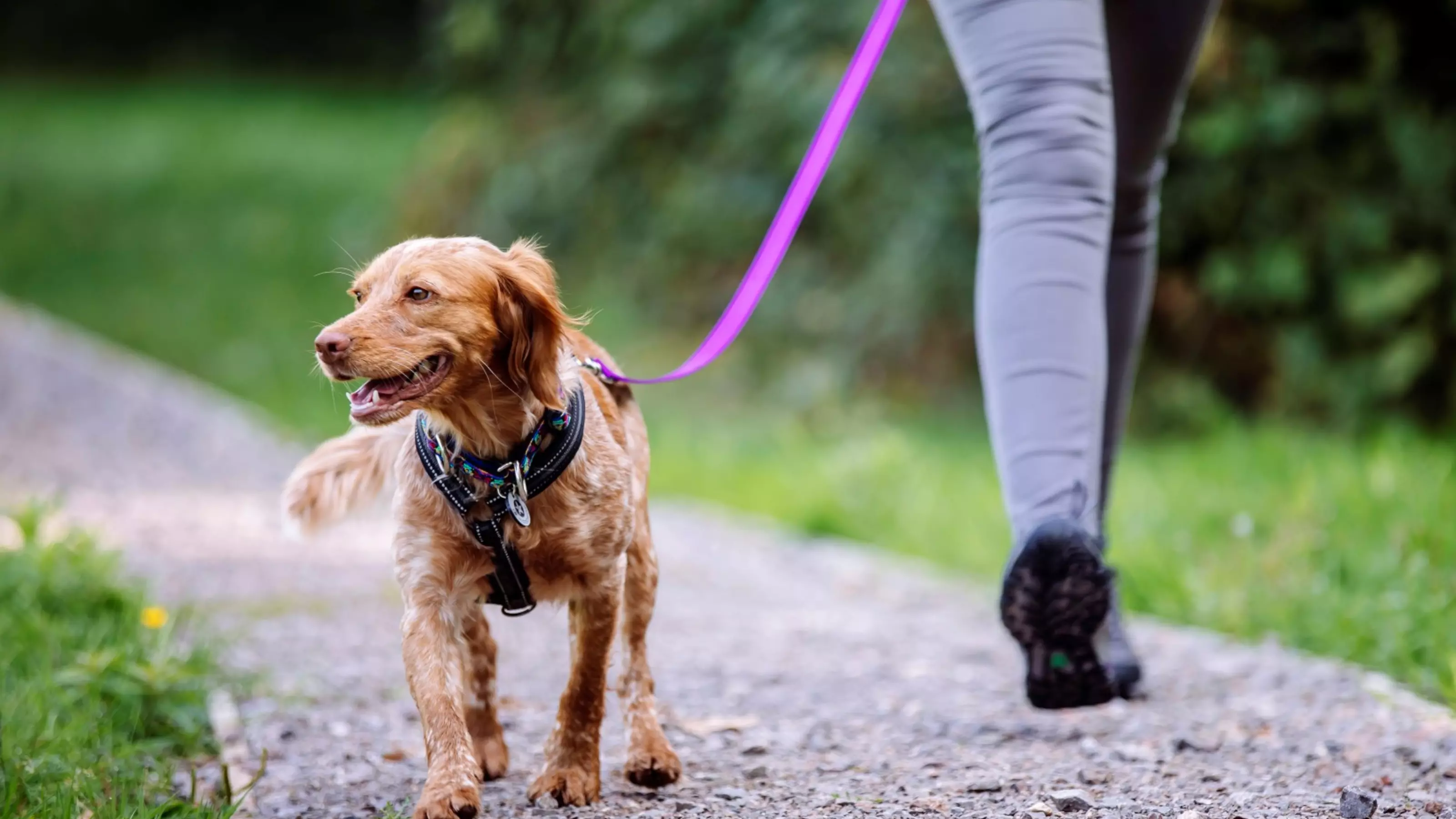 a cocker spaniel walks on a lead