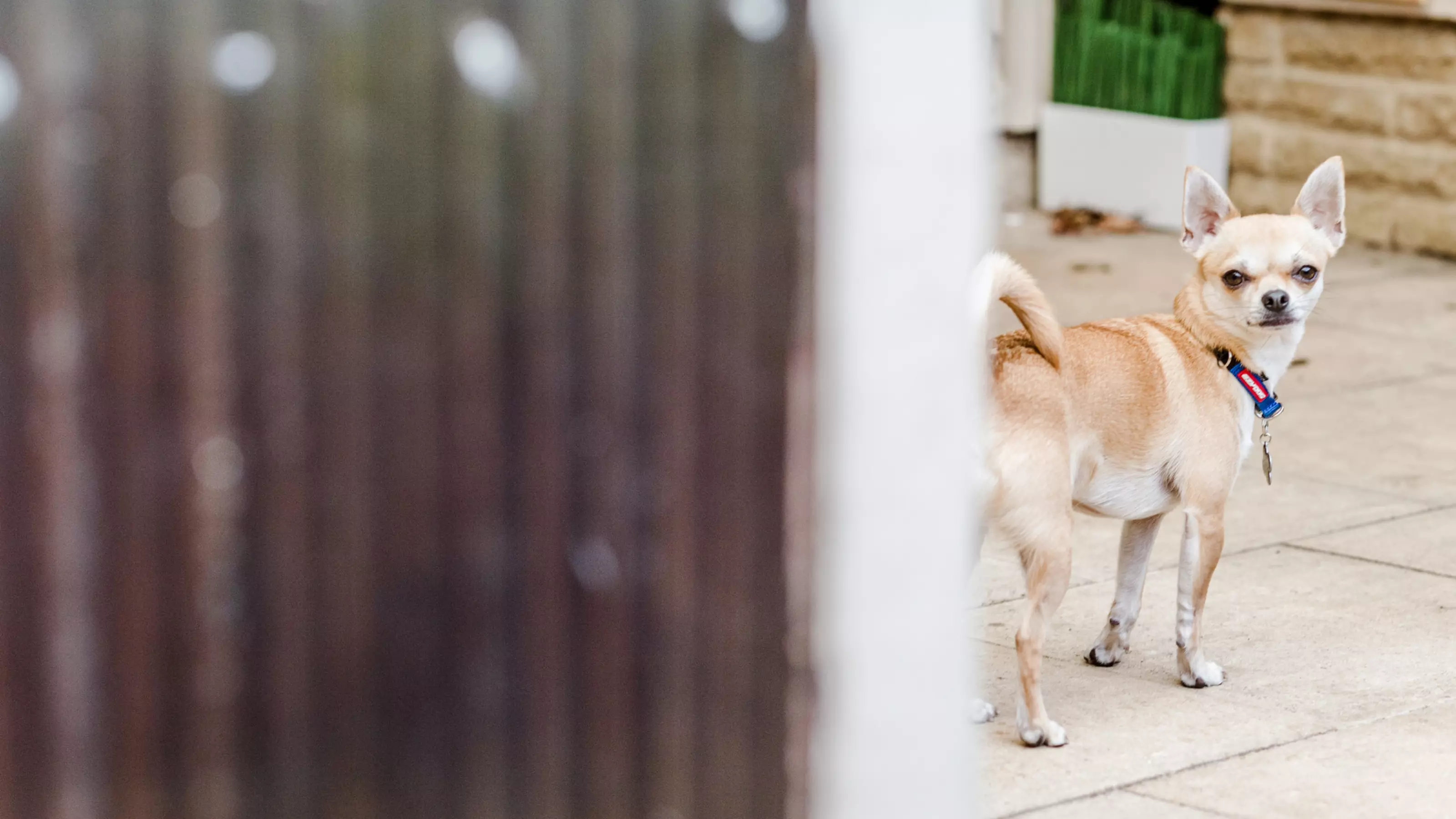 a Chihuahua peers round a garden gate