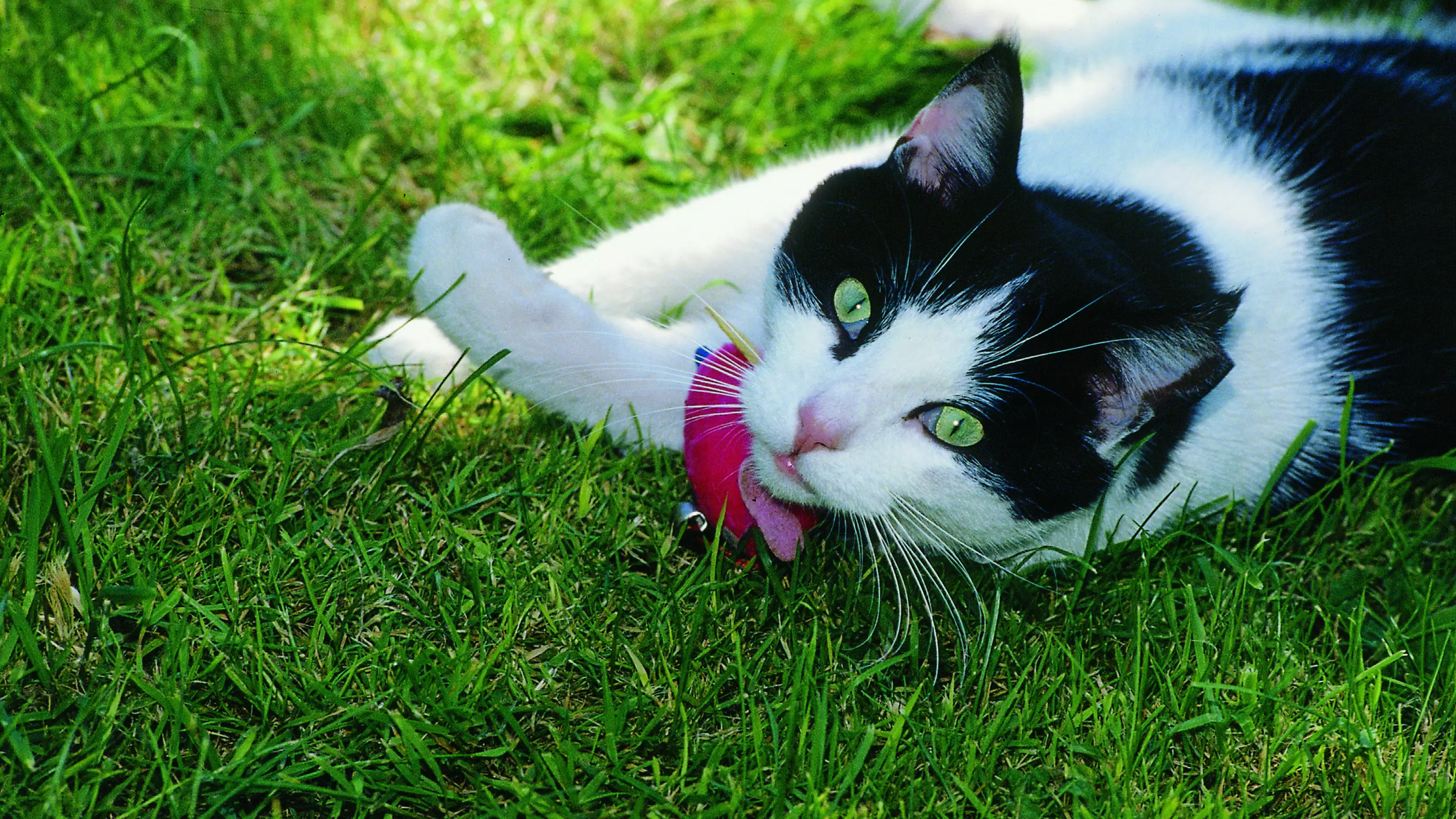 Black and white cat on grass