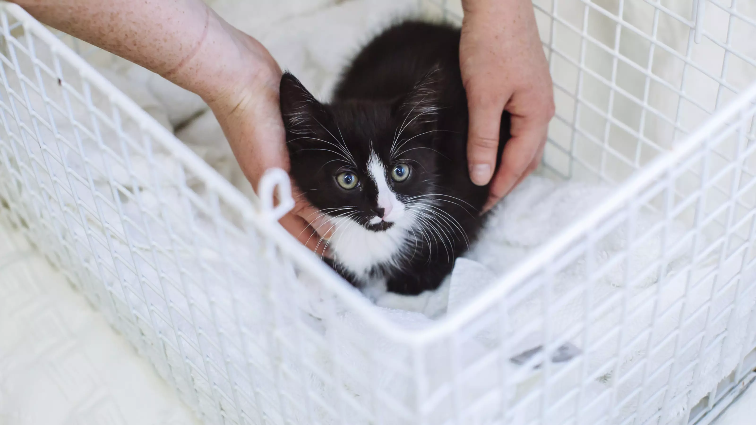 Kitten carriers clearance
