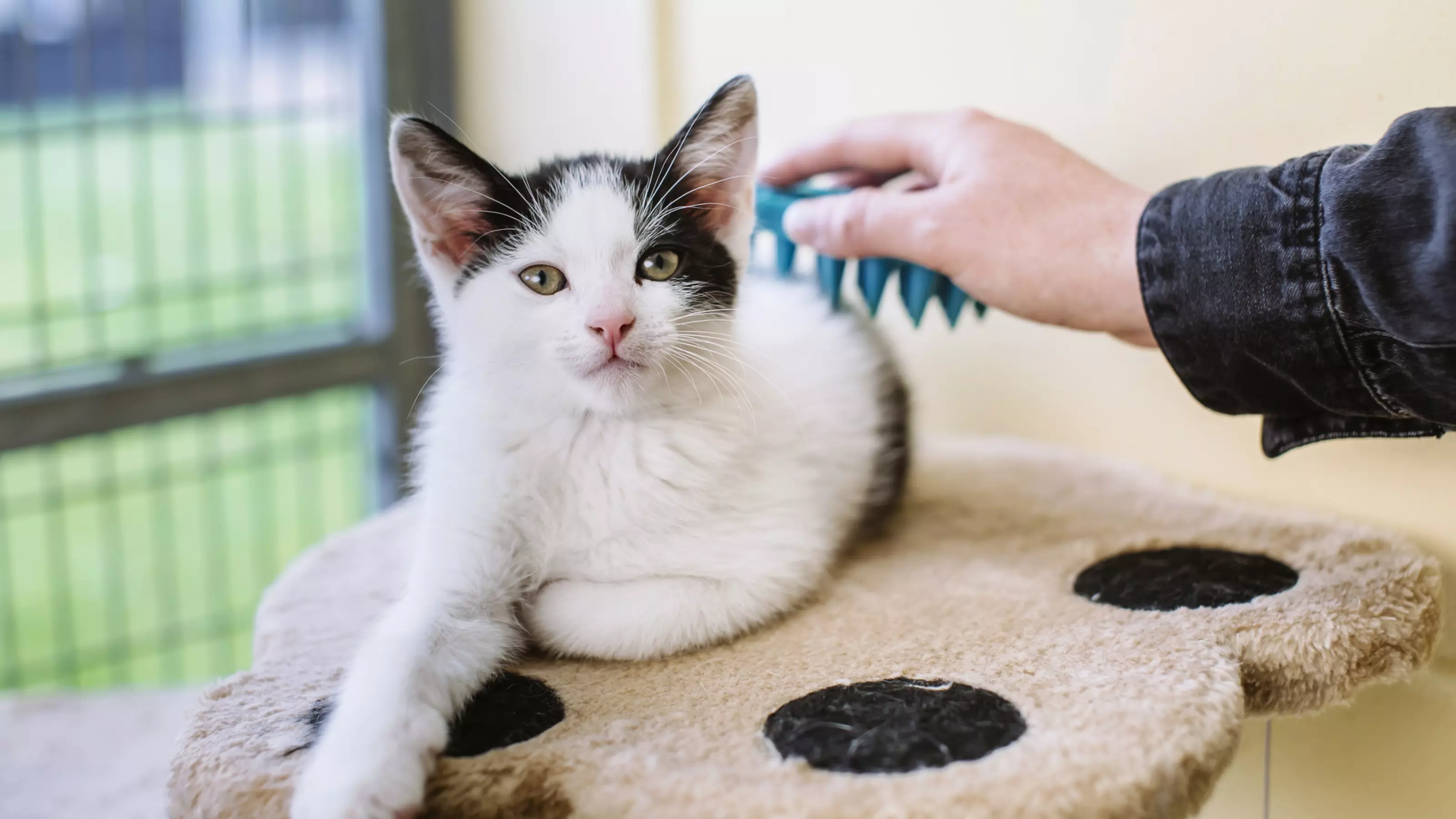 White and black kitten being groomed with a rubber brush