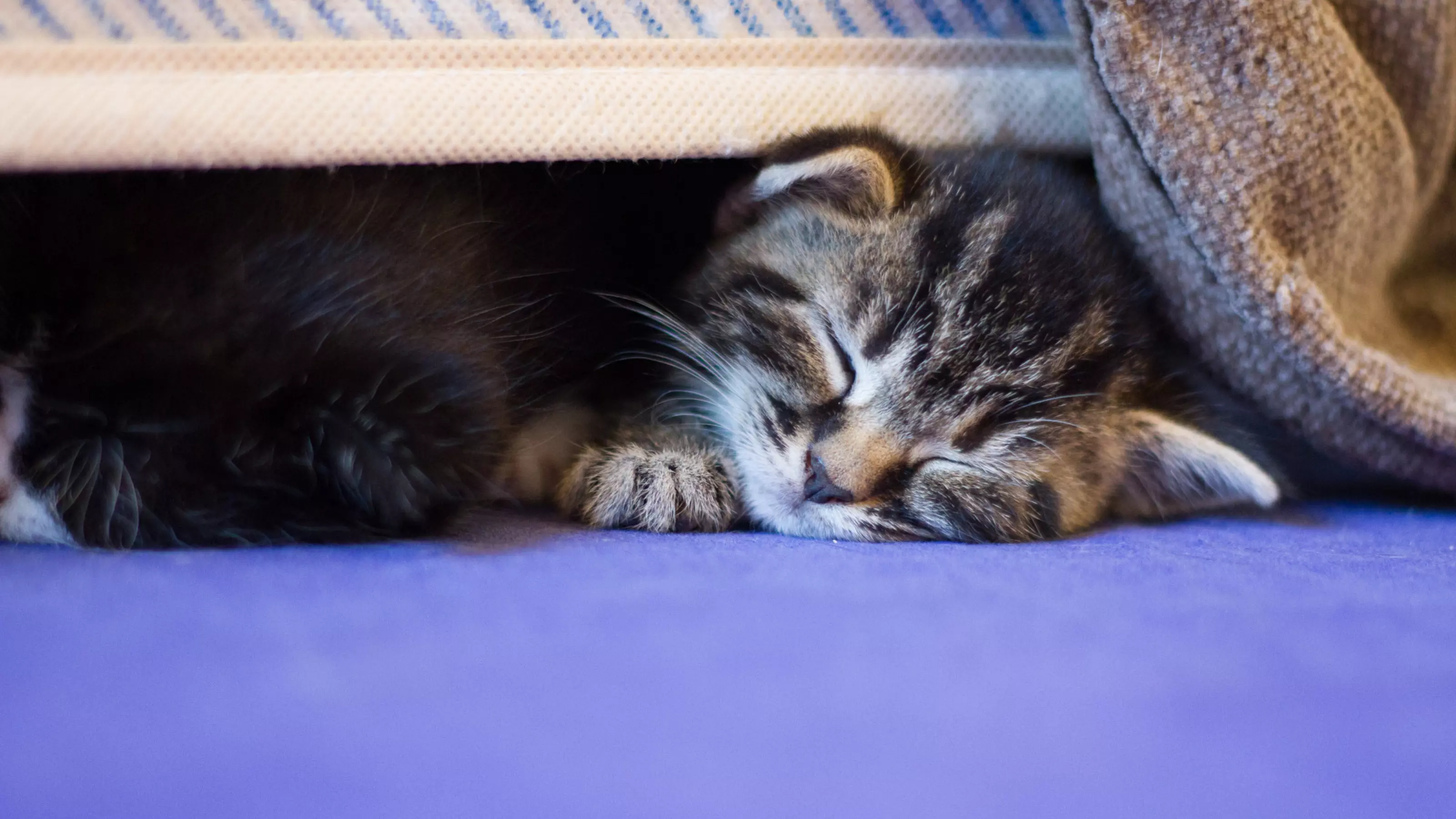 a tabby kitten sleeps under a chair