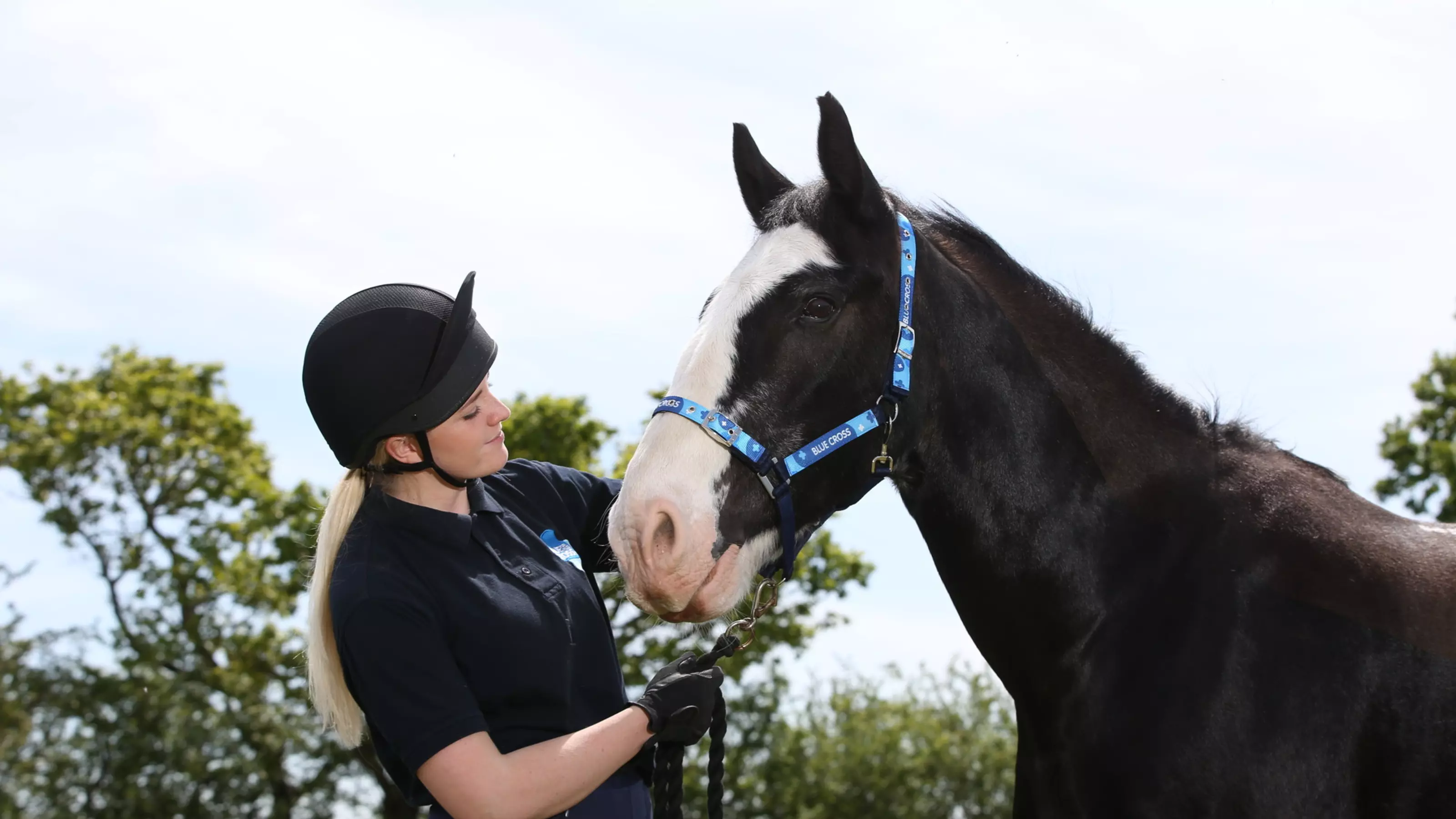 Older horse with Blue Cross team member