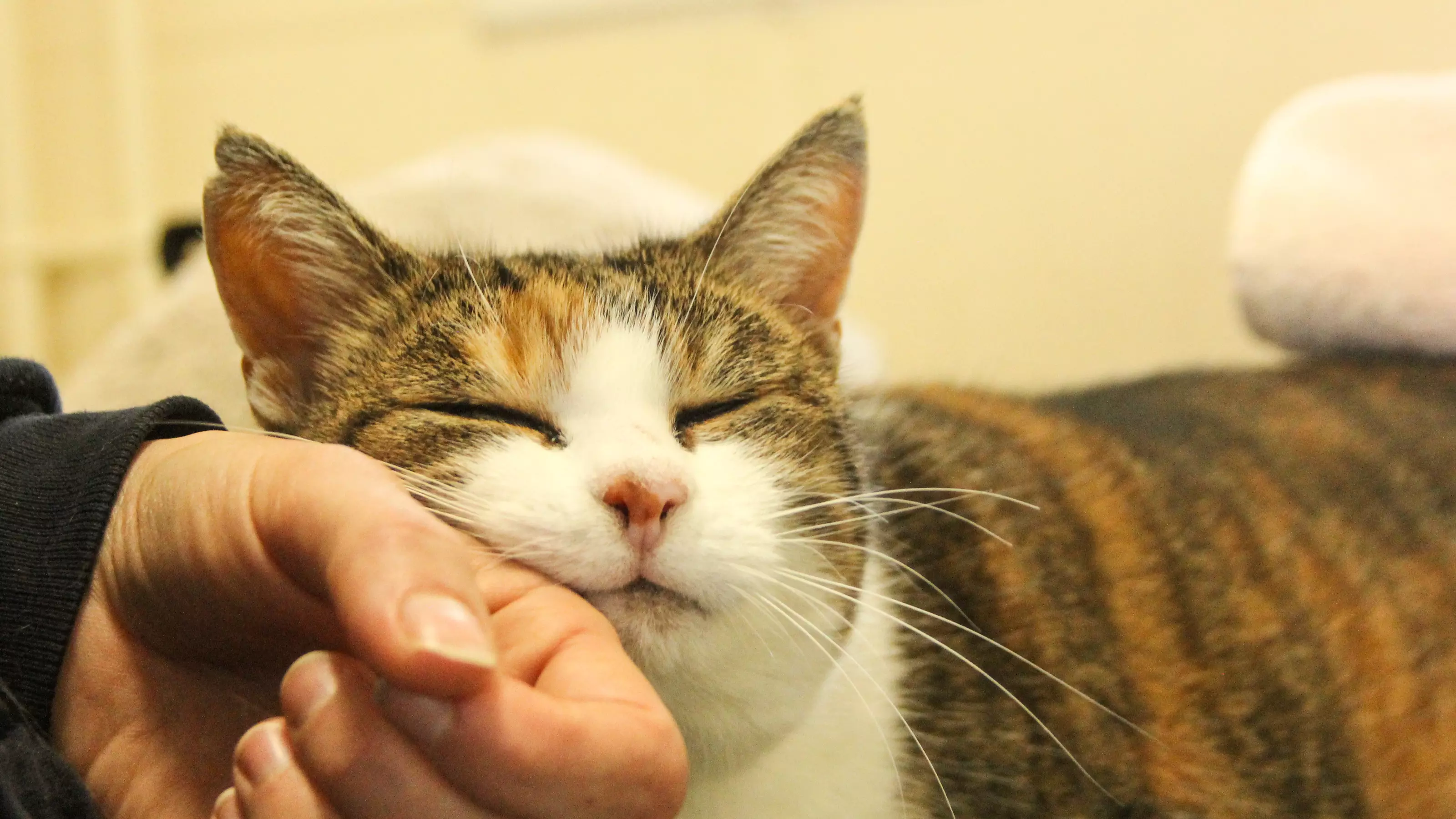 a tabby and white cats leans into a human hand for a fuss and headrub