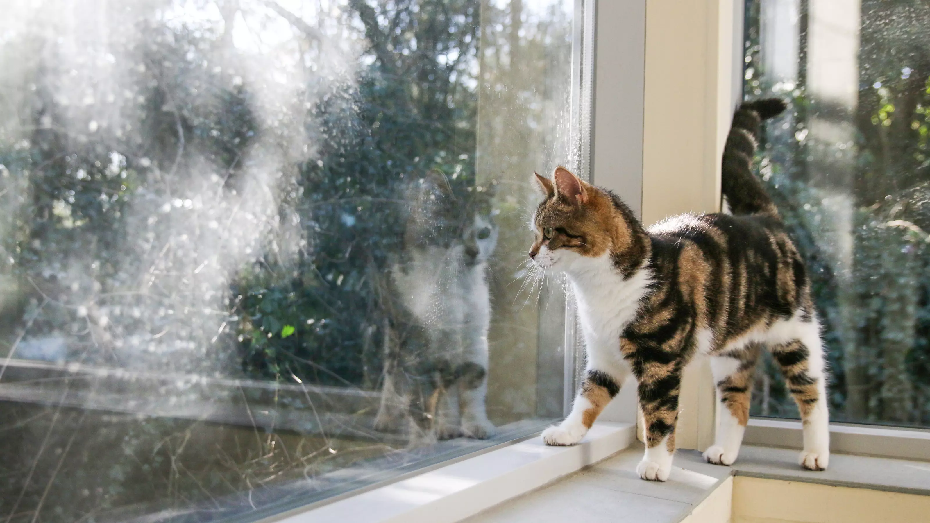 a tabby and white cat stands on a windowsill and looks out of the window