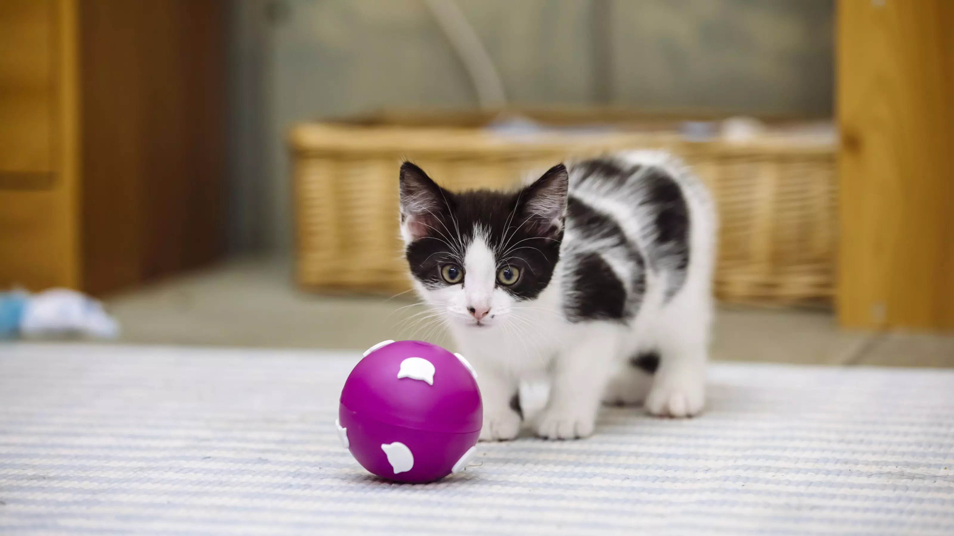 How to make a cat puzzle feeder ball Blue Cross