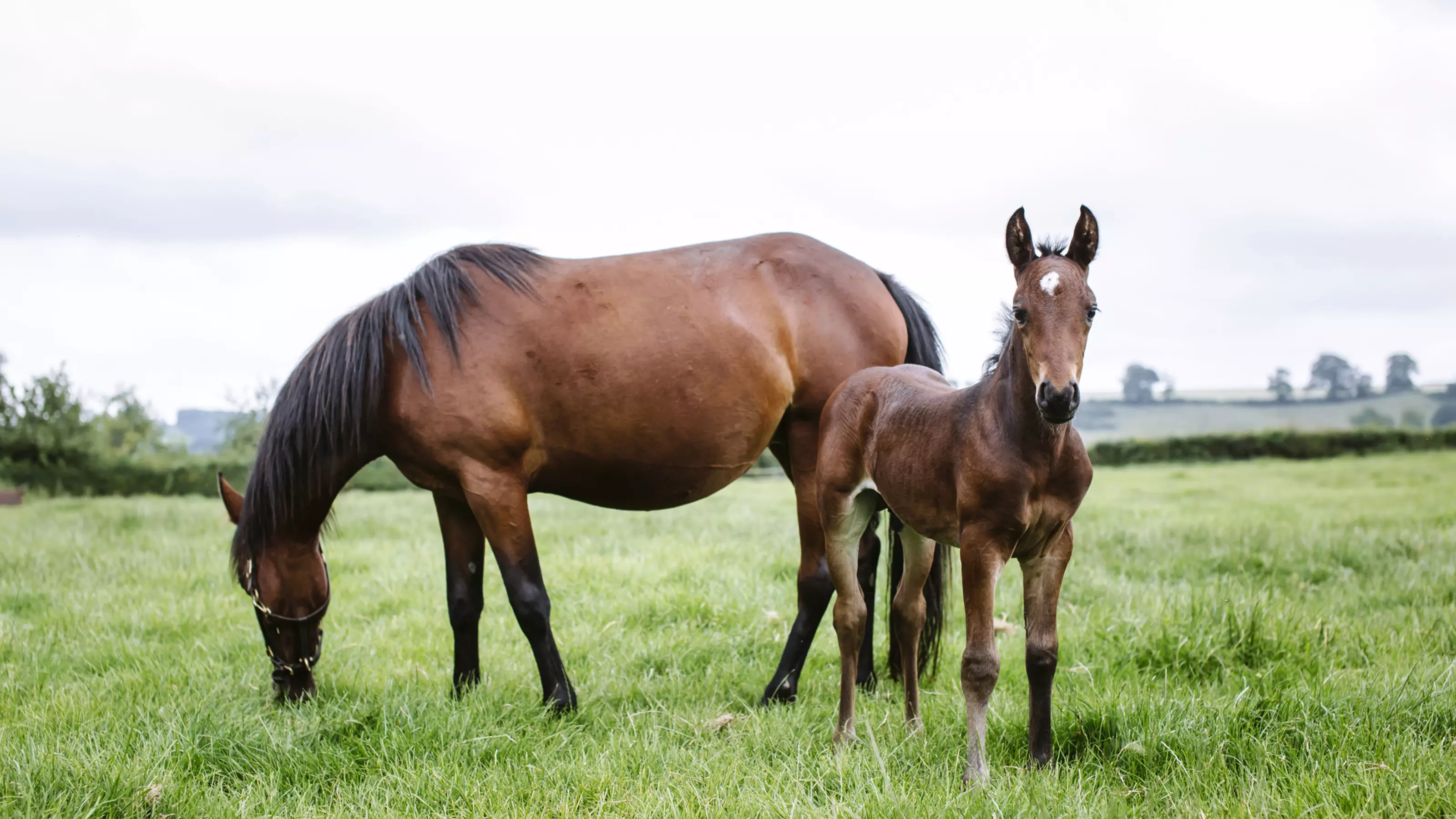 Horse grazing with foal in a field