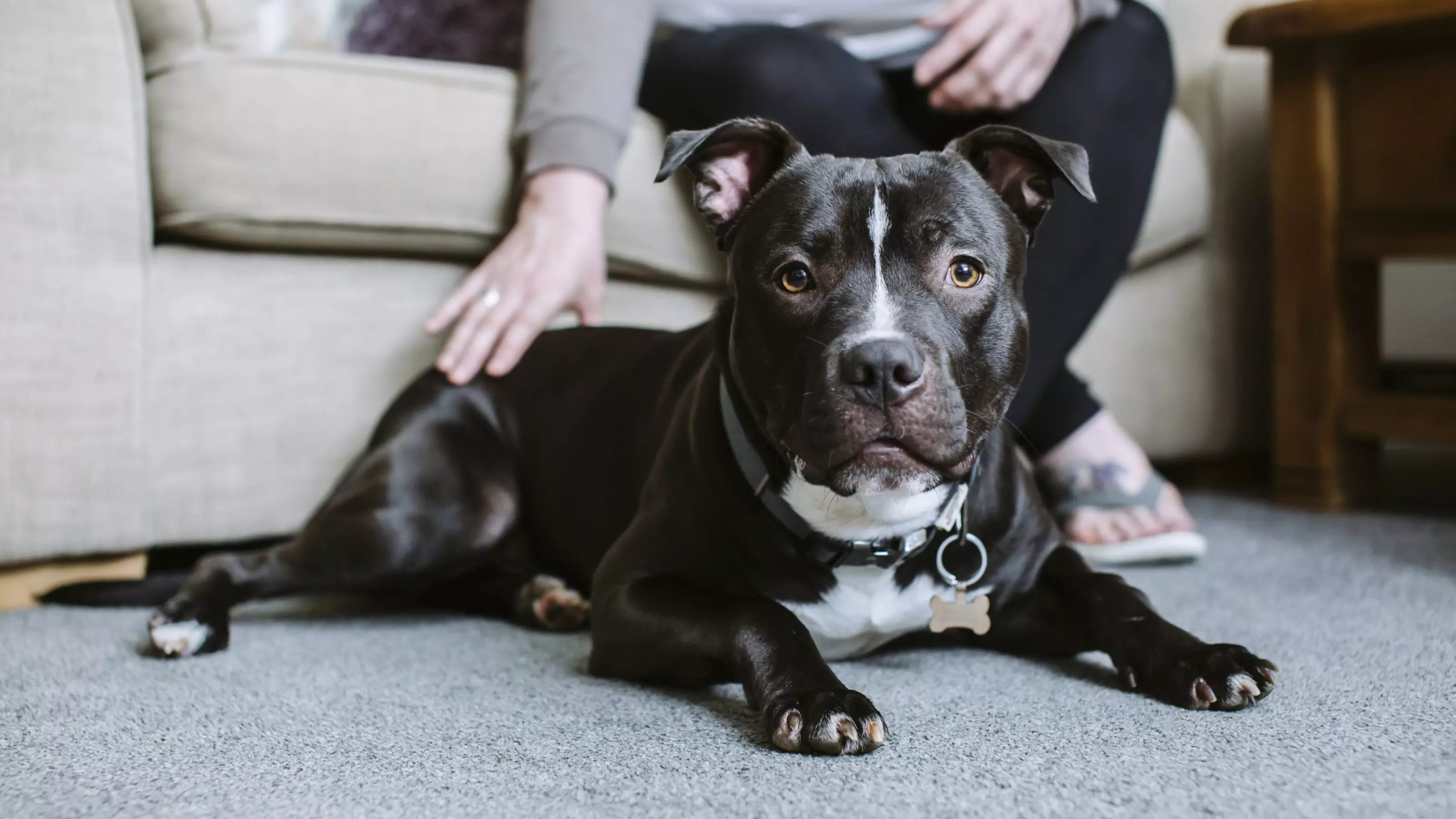 Black and white Staffordshire bull terrier lying on carpet looking at camera