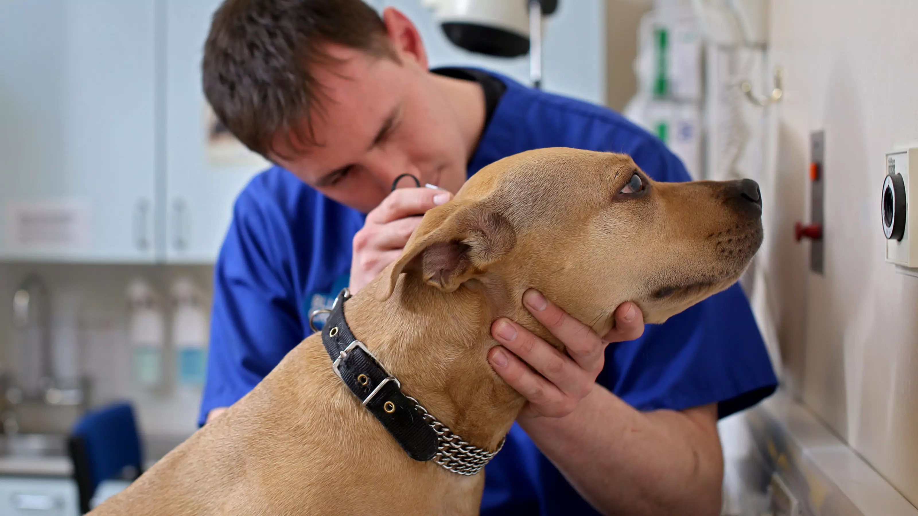 Staffordshire bull terrier at the vets, receiving an ear check