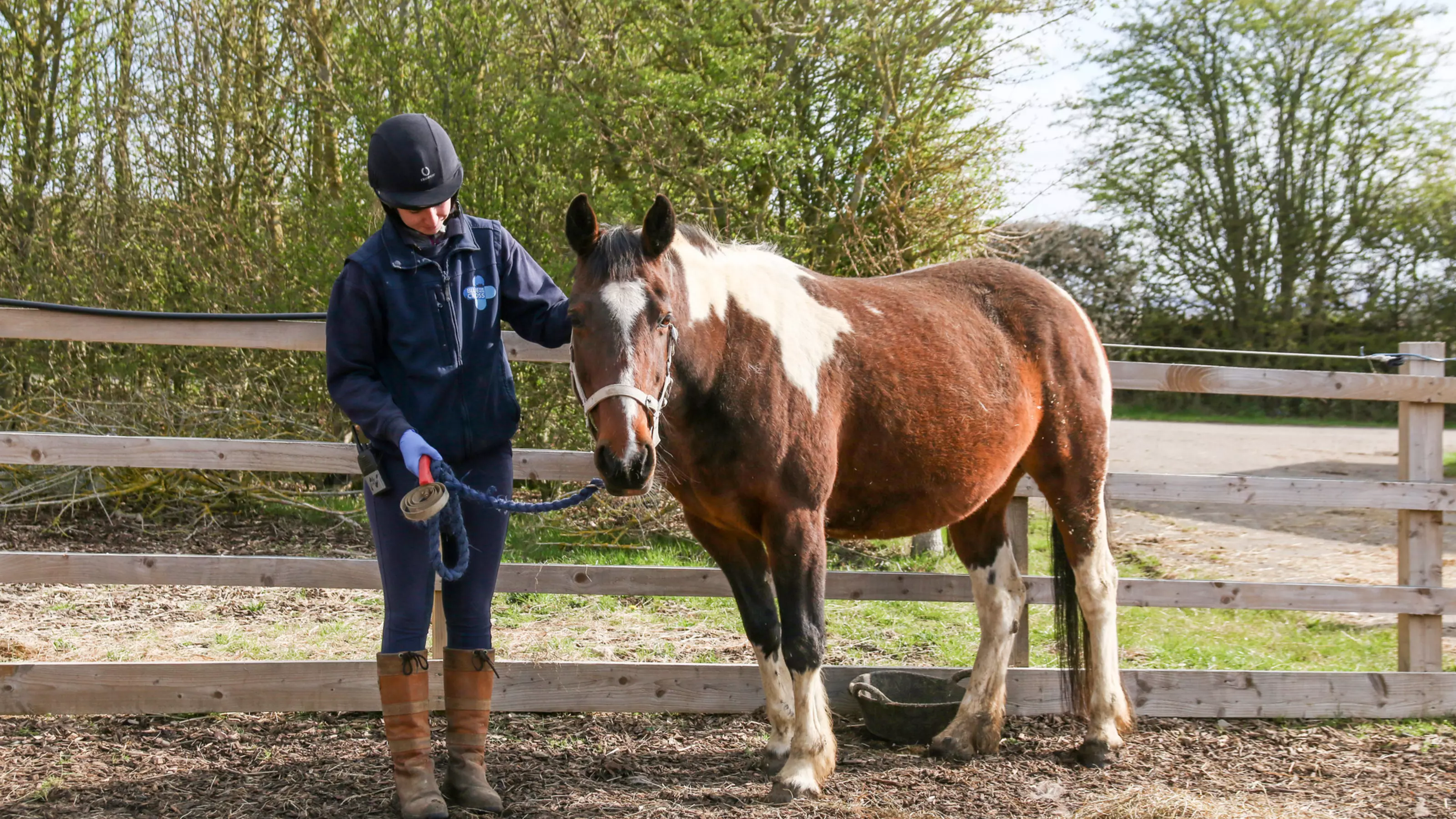 Horse in field with Blue Cross team member