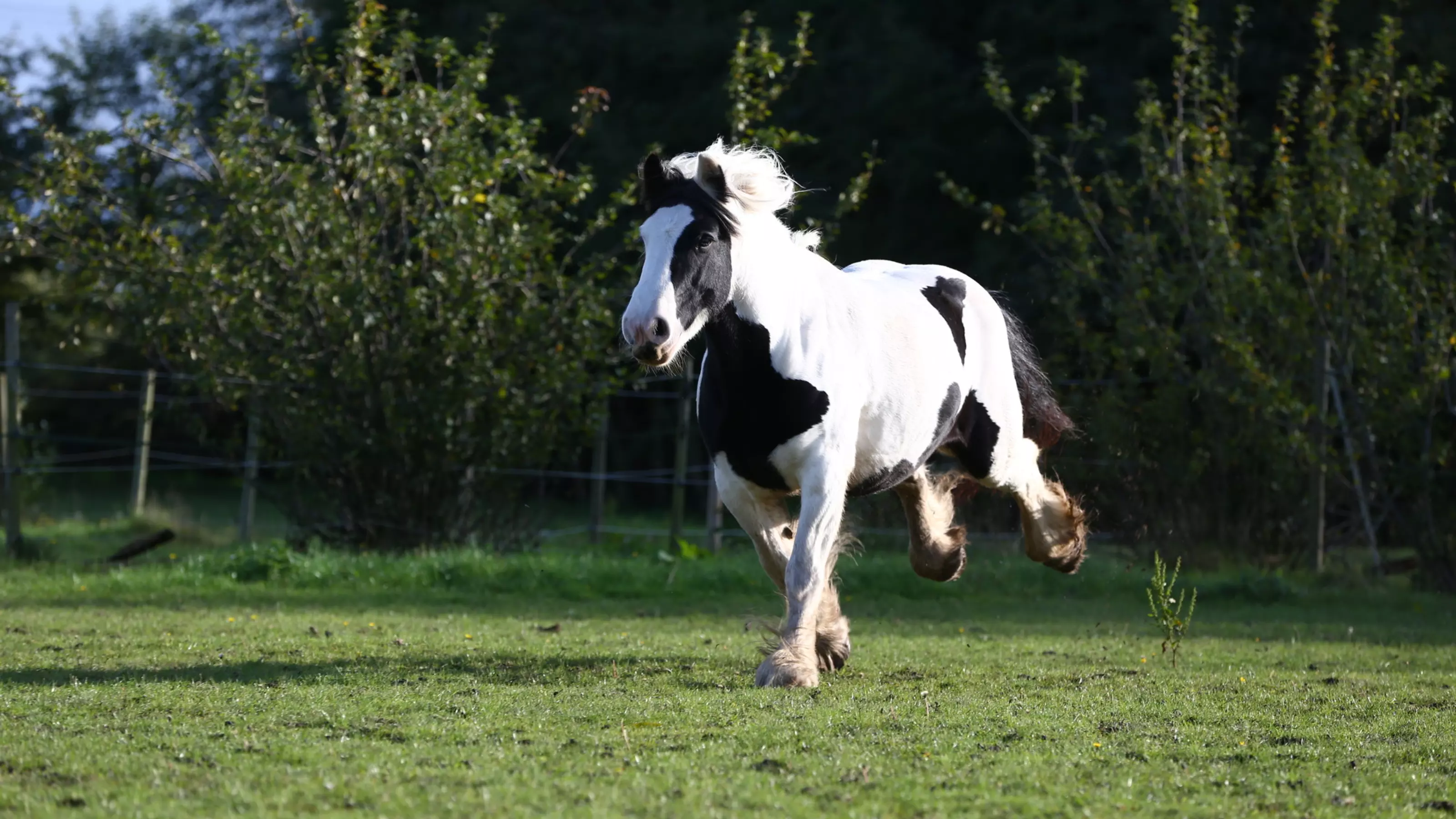 White and black horse running through field