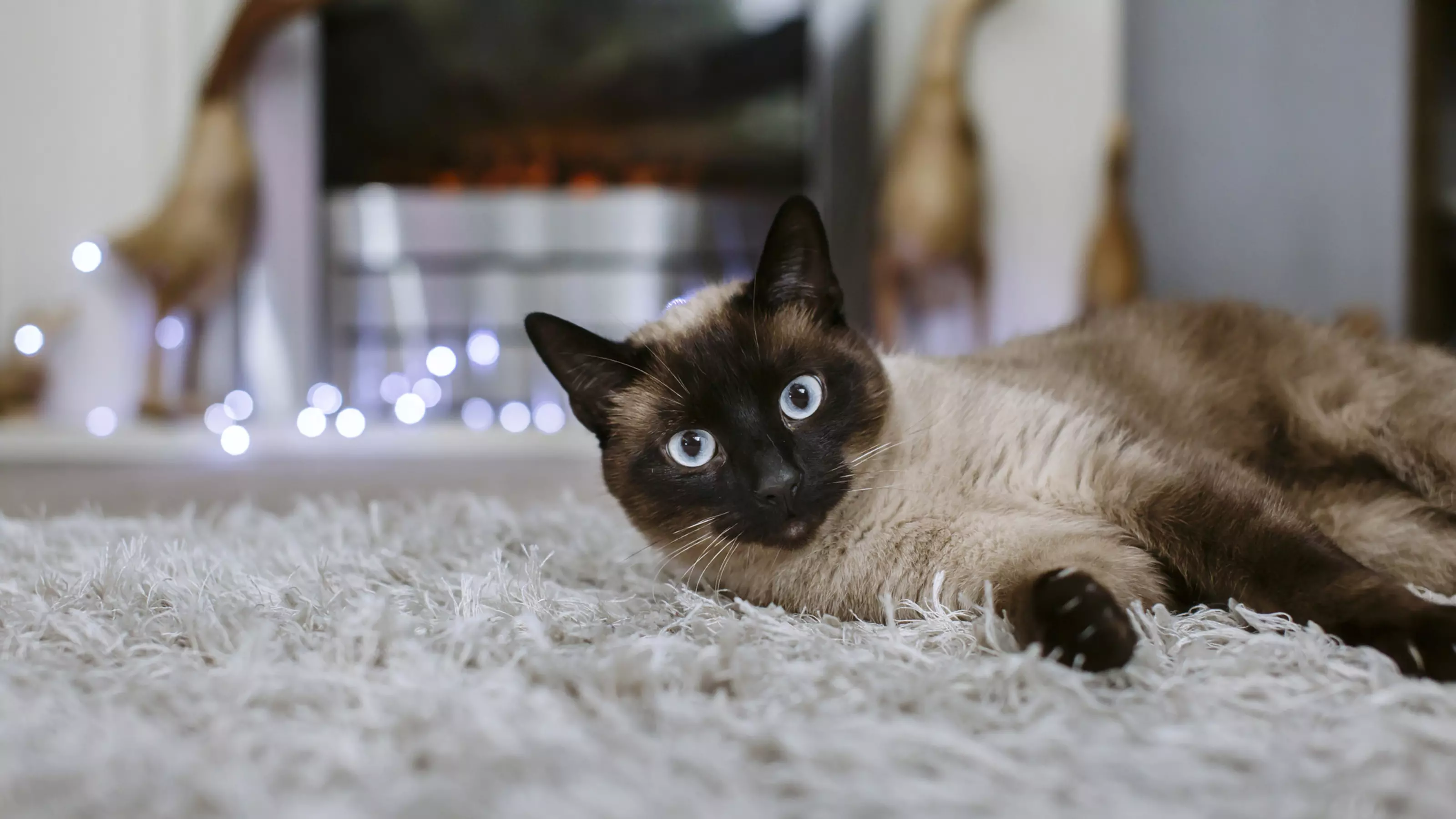 Burmese-cross cat lying on fluffy rug, looking into camera