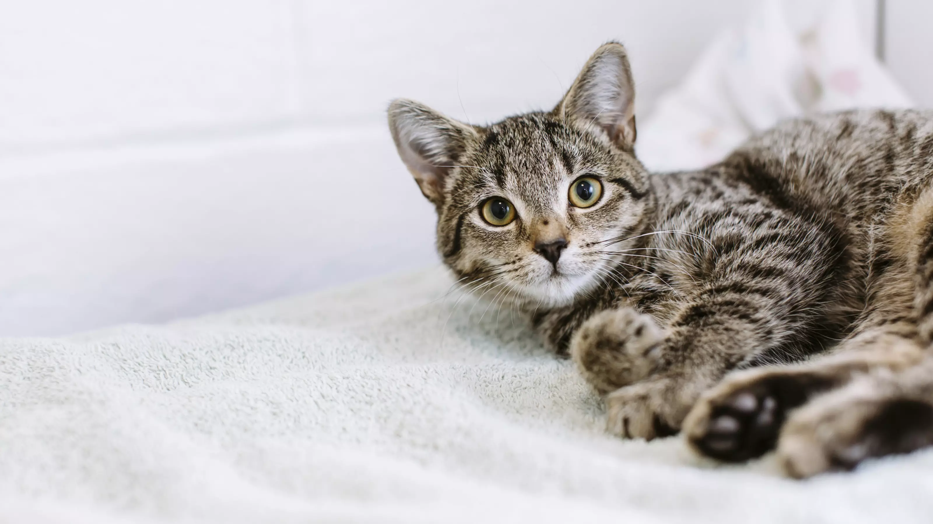 Kitten looking into camera, lying on white blanket