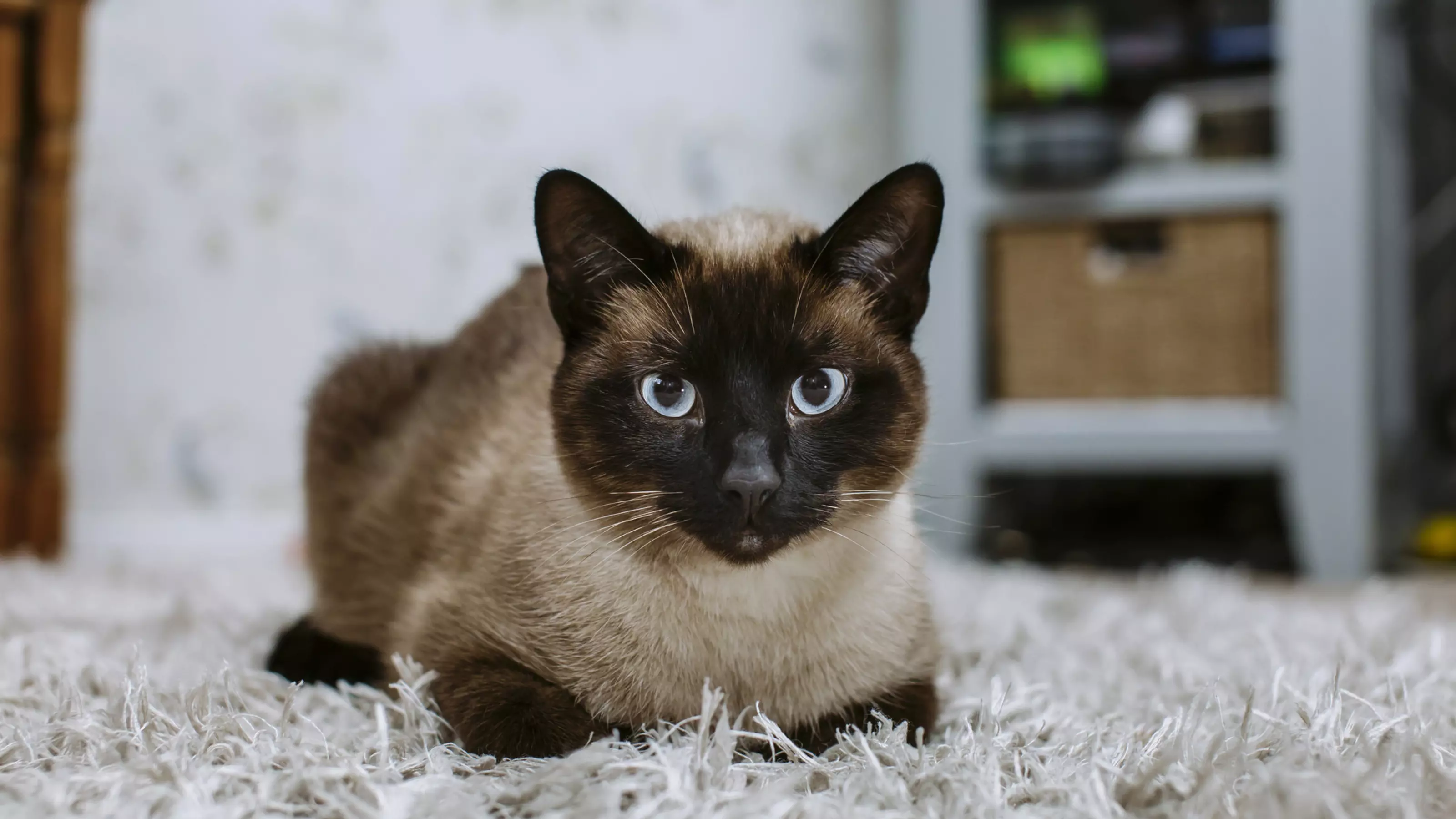 Burmese cross cat lying on fluffy rug