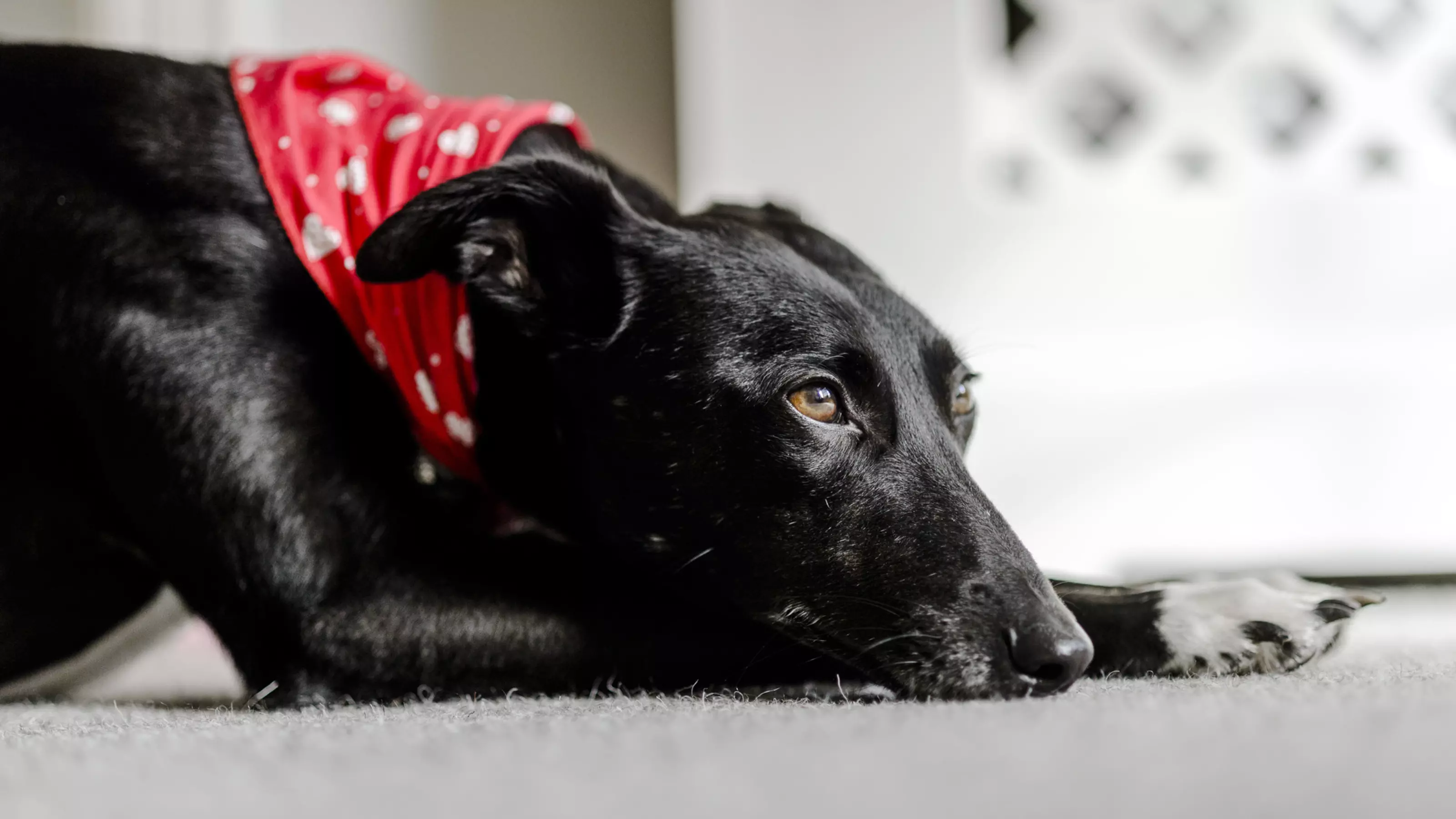 Dog Maggie lying down indoors looking sad